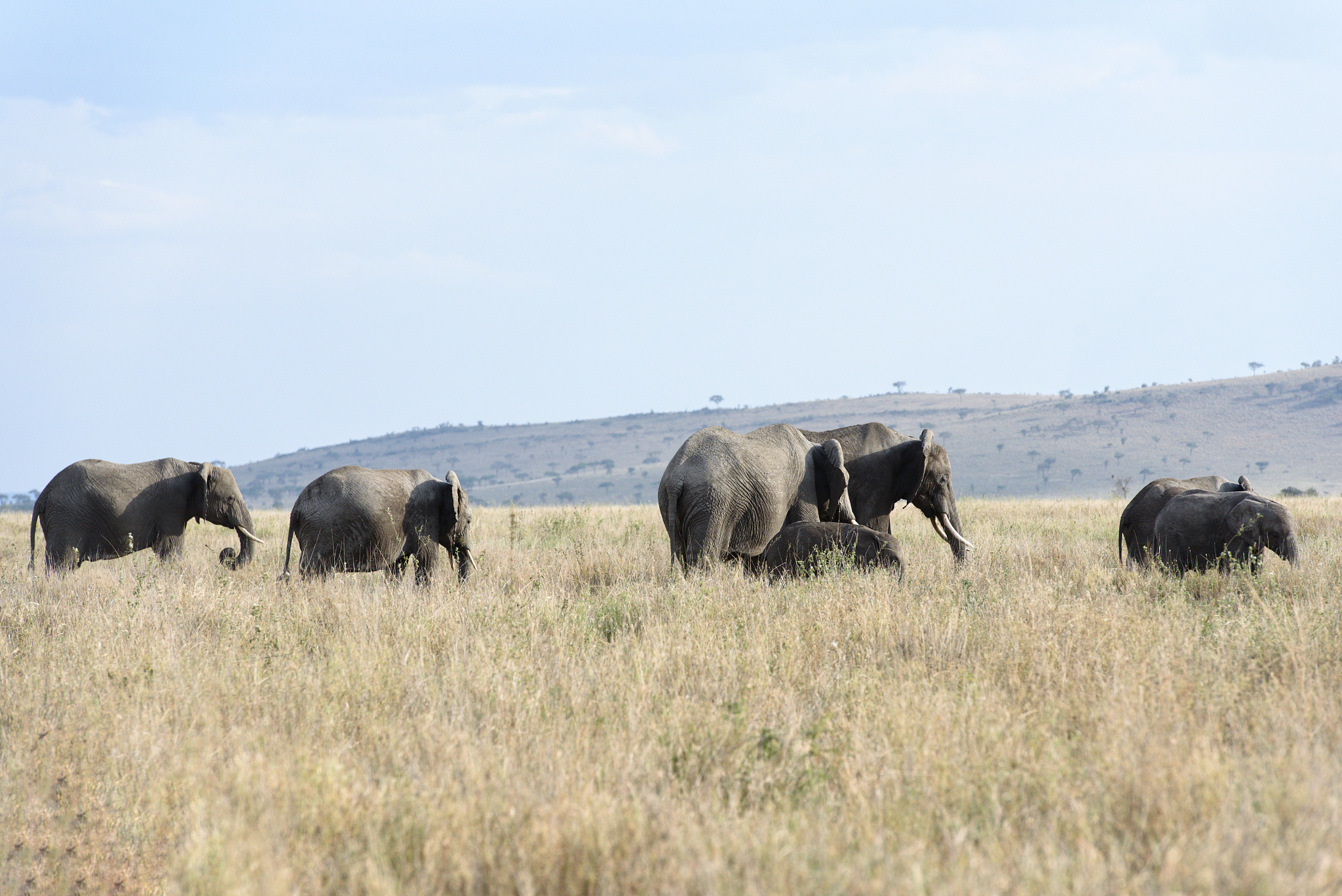 herd of elephants in the serengeti park of tanzania