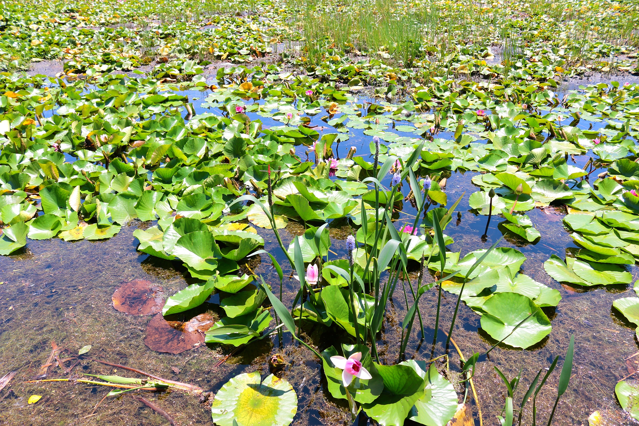 nail, pond, lotus, water lily,