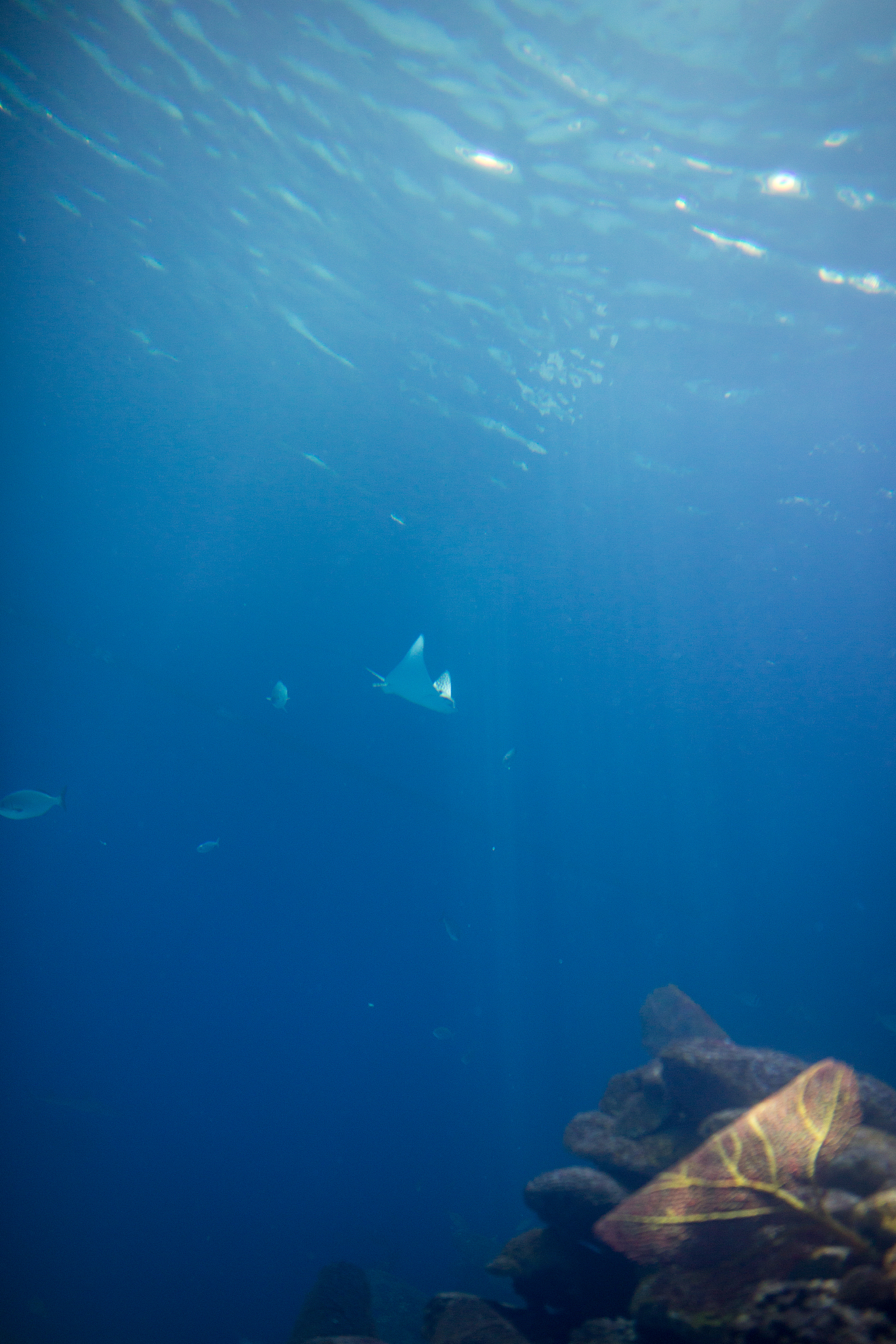 sea life in the deep.