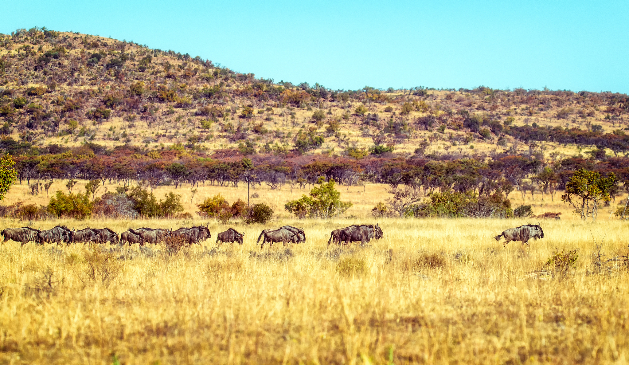 a large herd of wildebeest (gnu, connochaetes)