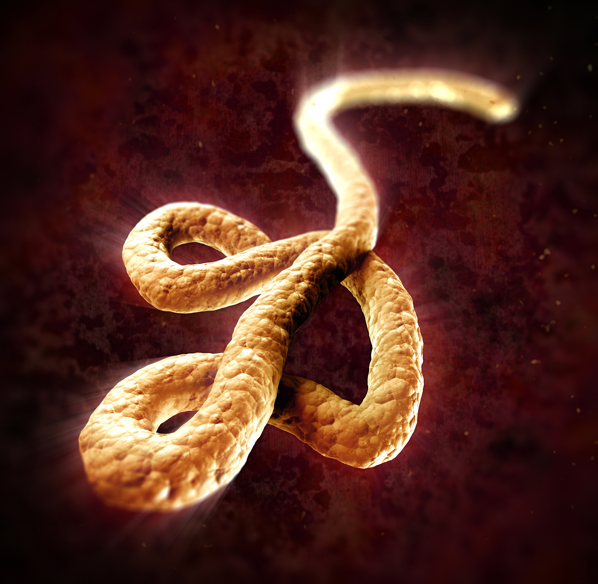 ebola virus under microscope