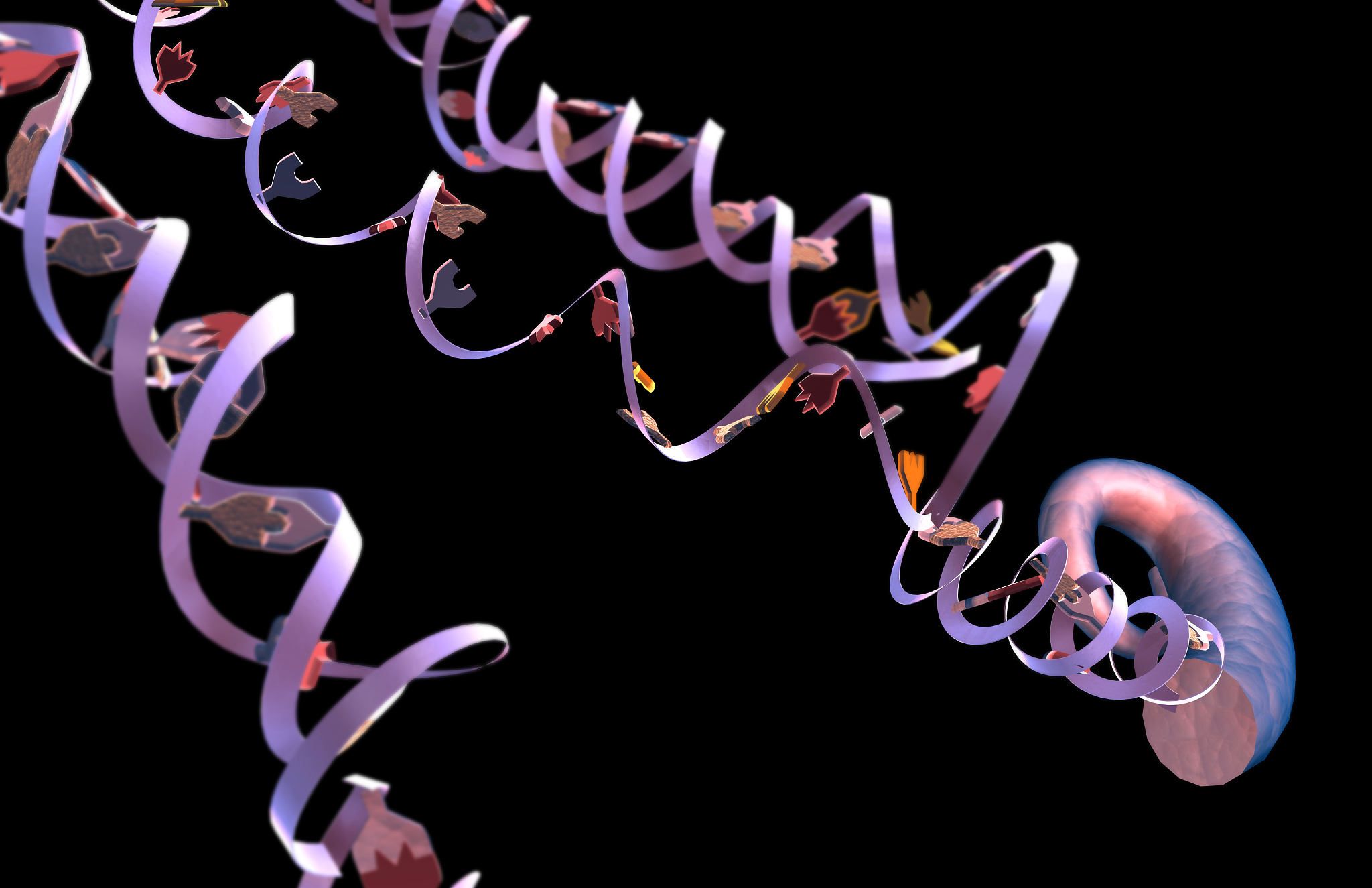 DNA 结构：双螺旋与碱基配对详解