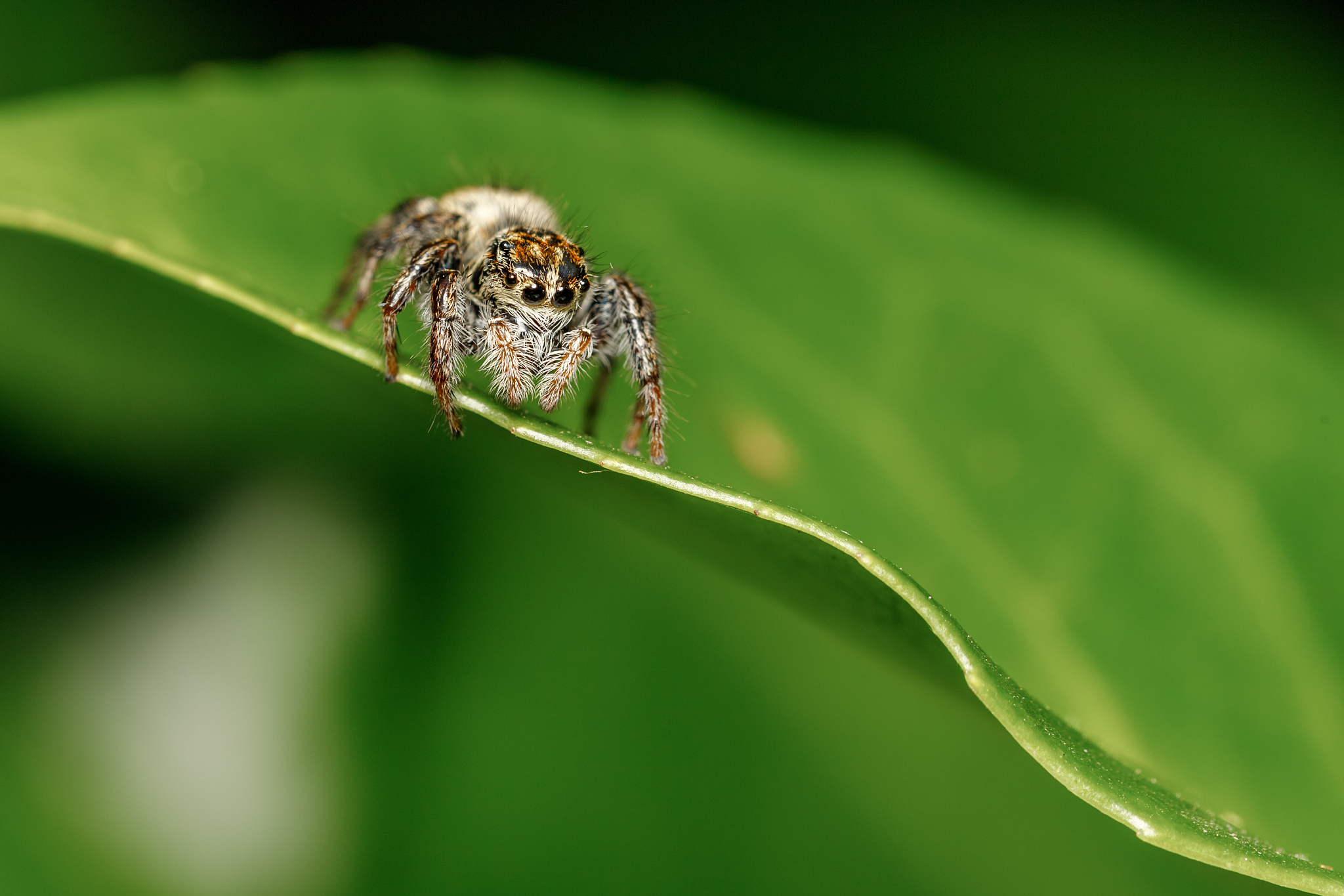 close up of jumper spider on green leaf