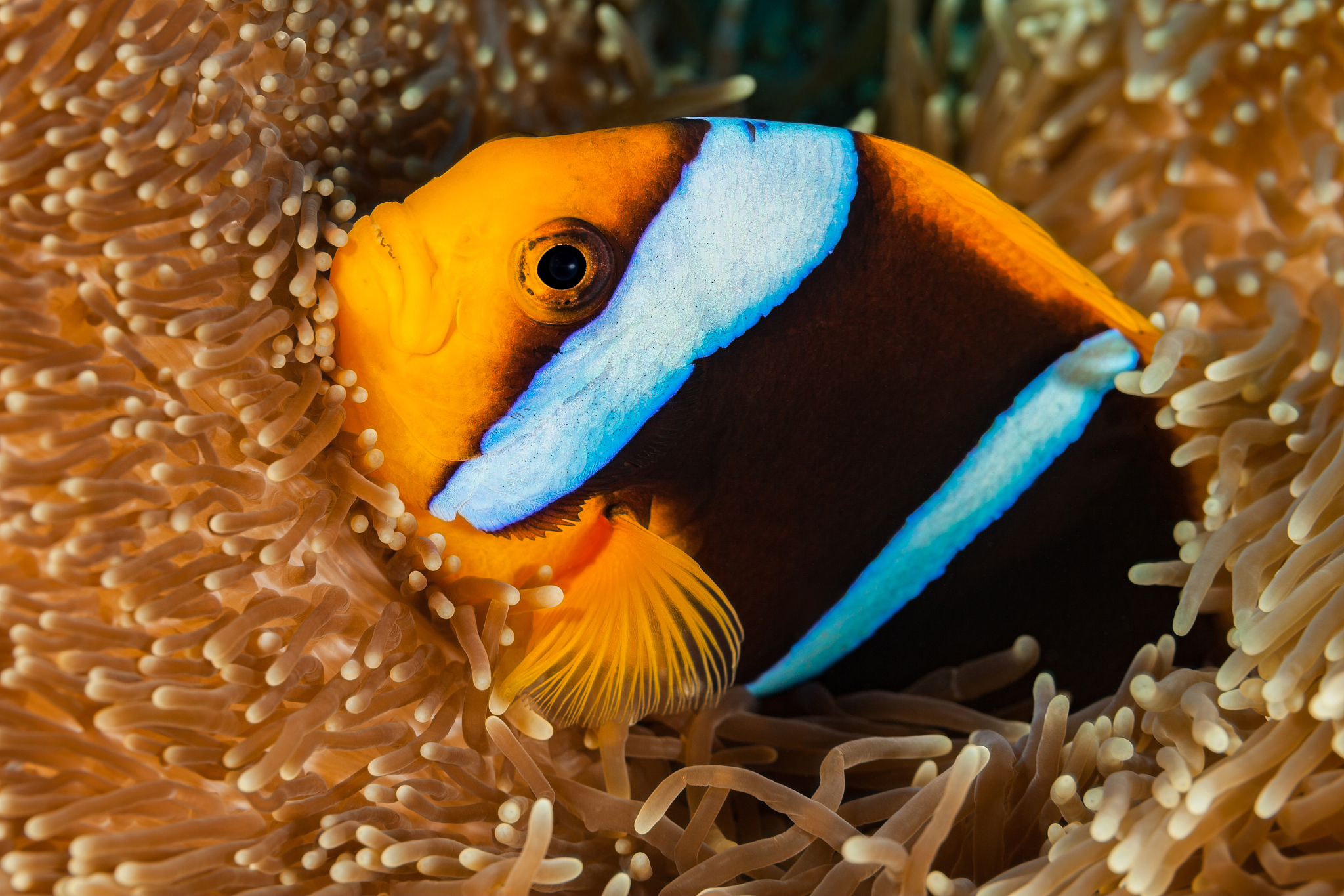 泥鳅和大鳞副泥鳅是中国常见的经济鱼类 是最容易进行生物入侵入侵范围最广的鱼类之一。翻译成英文