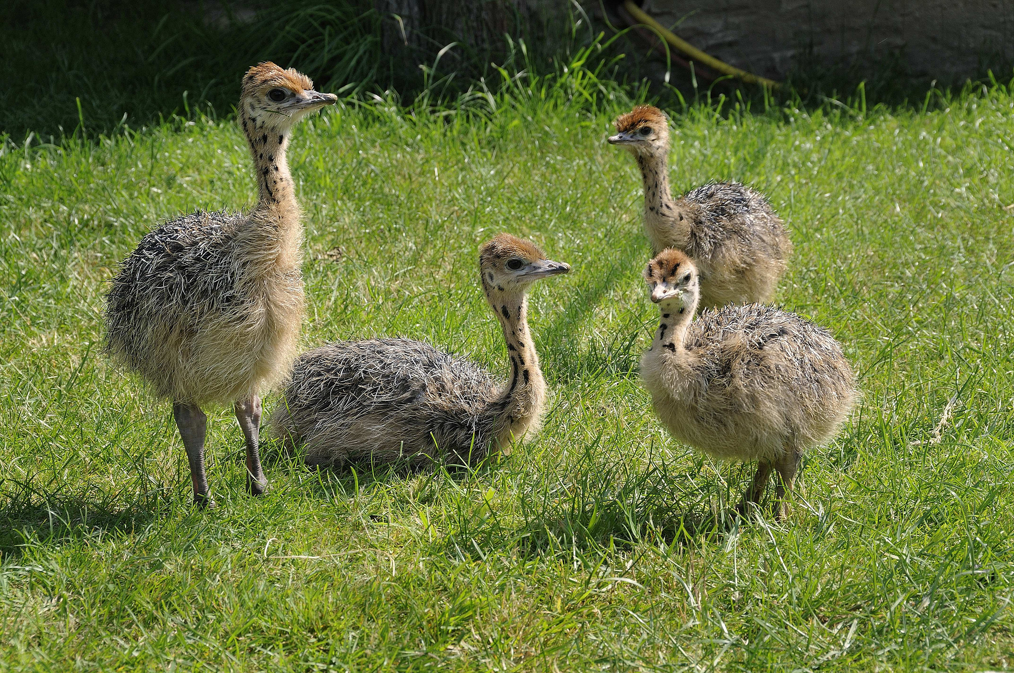 家禽养殖场粪污除臭处理方式