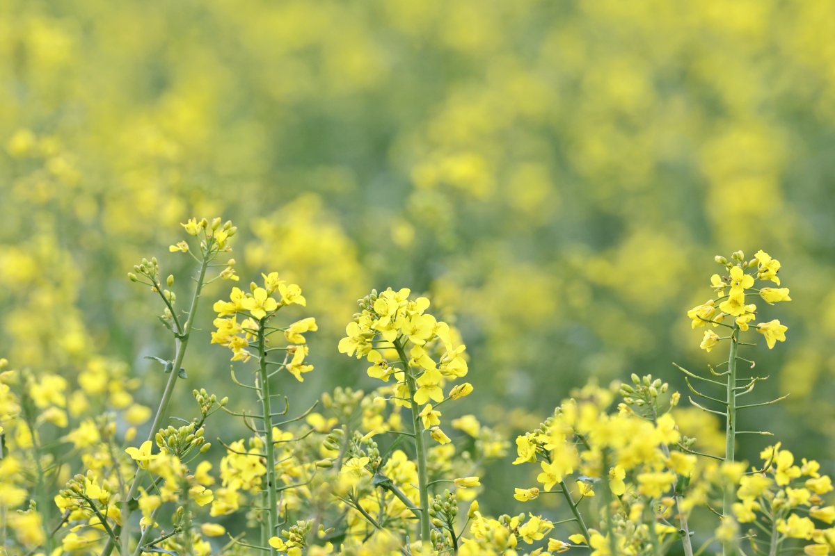 请帮我写1篇650字的博客文章主题是：油菜花开的句子唯美