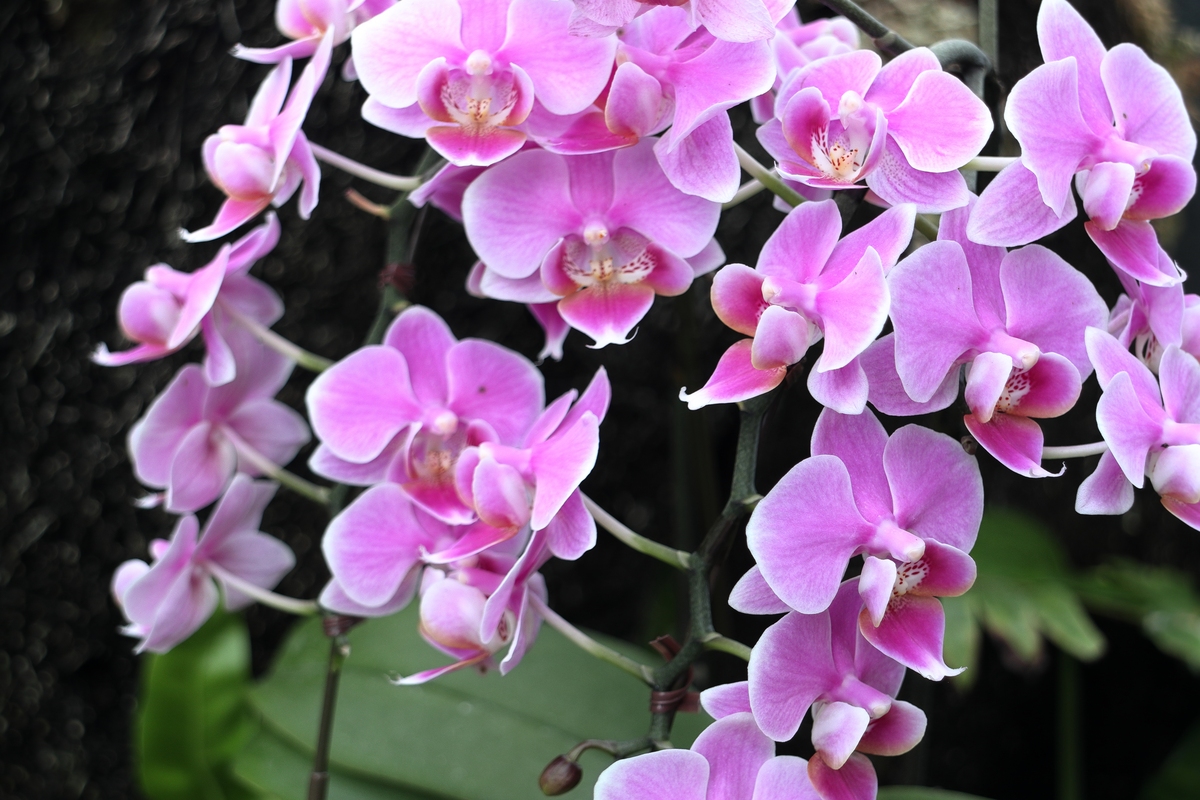 玉林市兰花种植概况