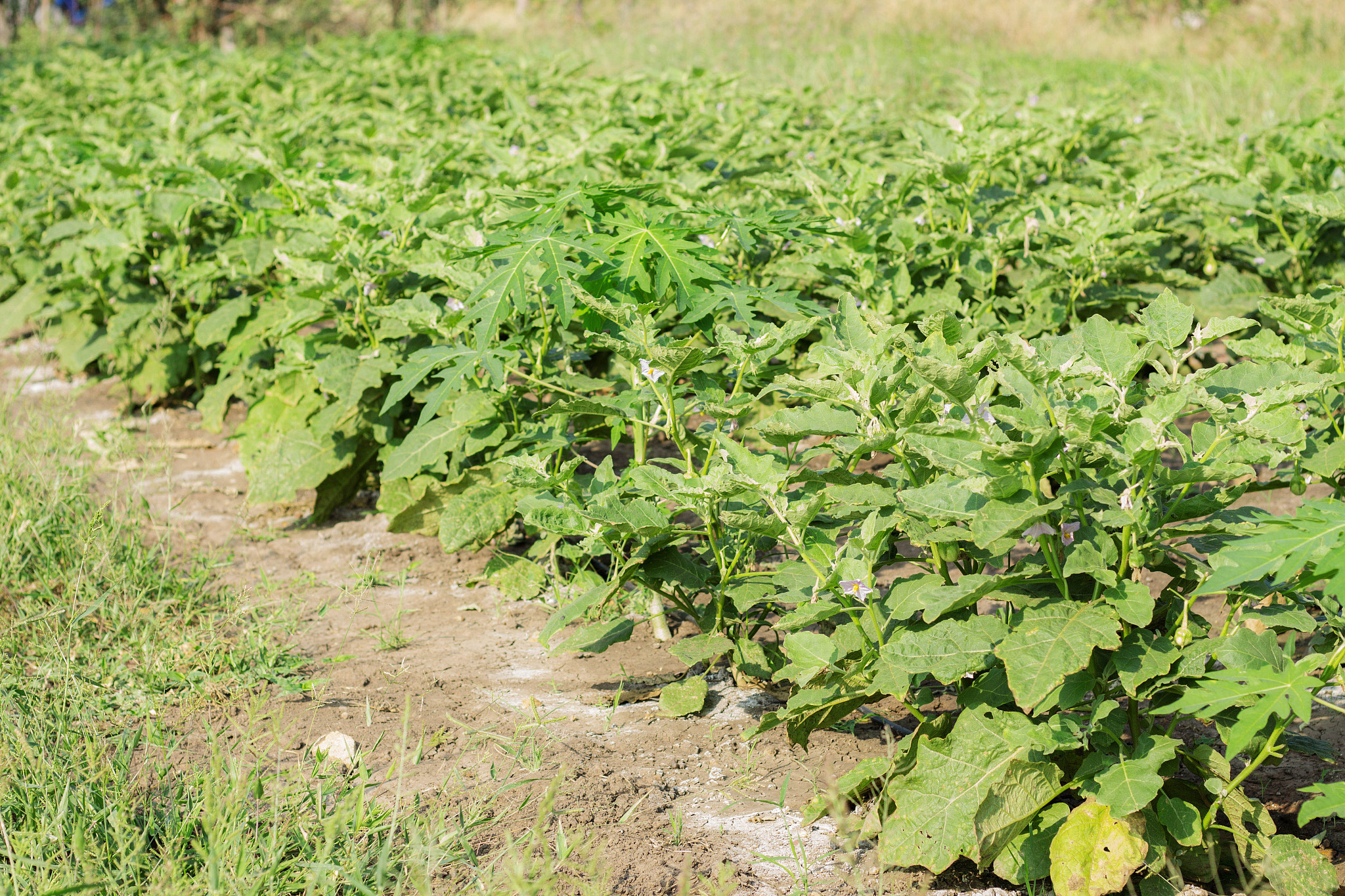 eggplant on field.
