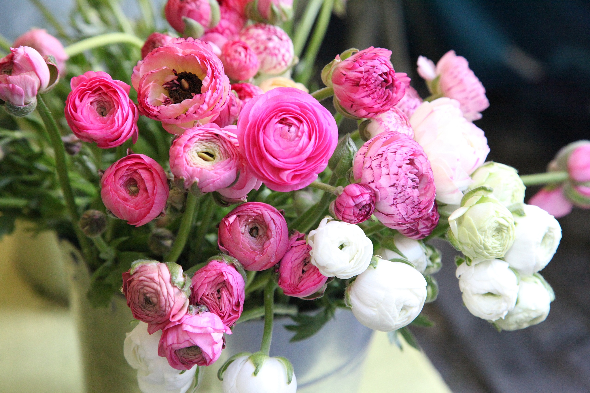 renoncules flowers