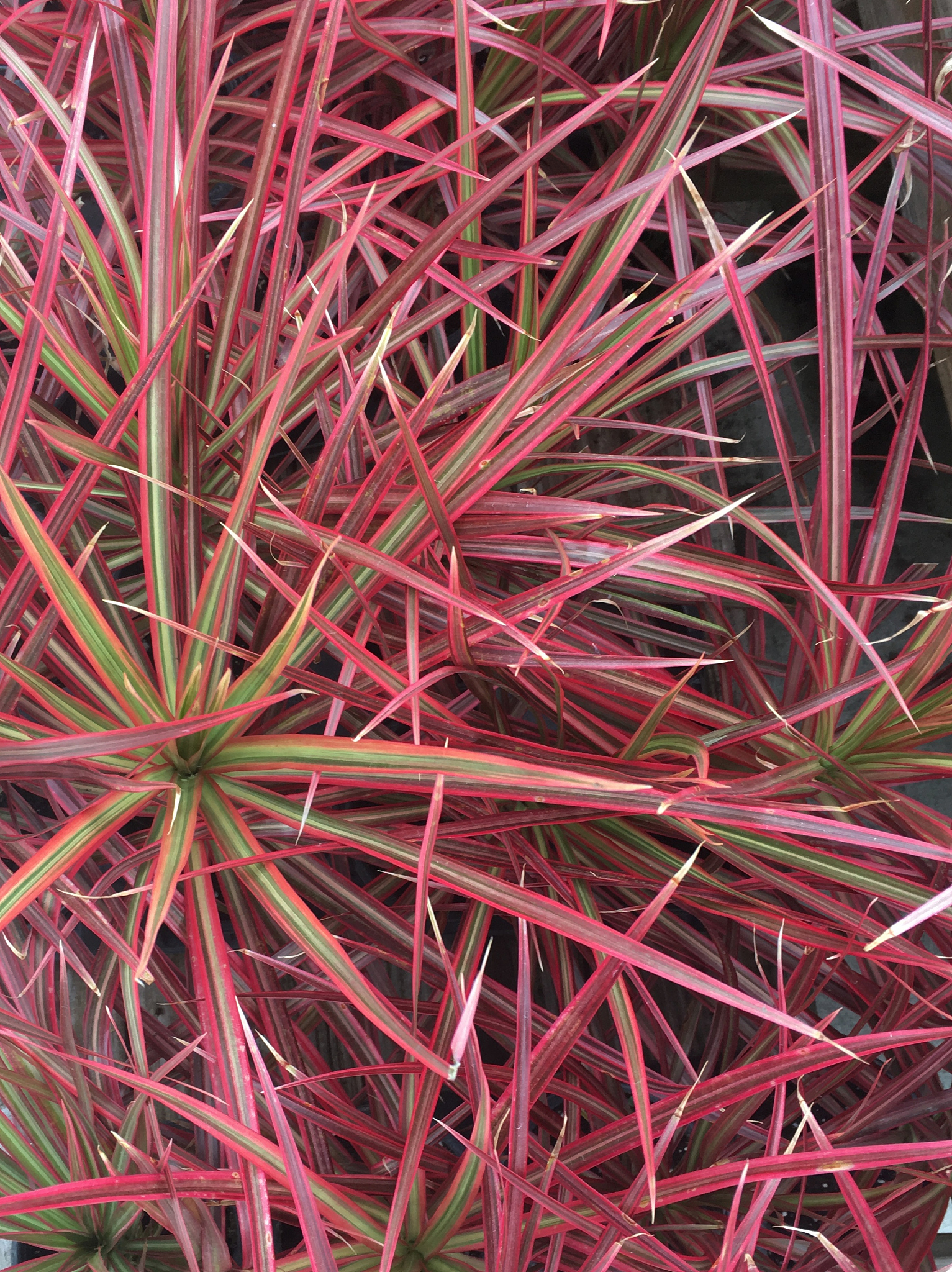 Plants-Basel期刊研究范围总结而是汇总到3句话里大概200字中文