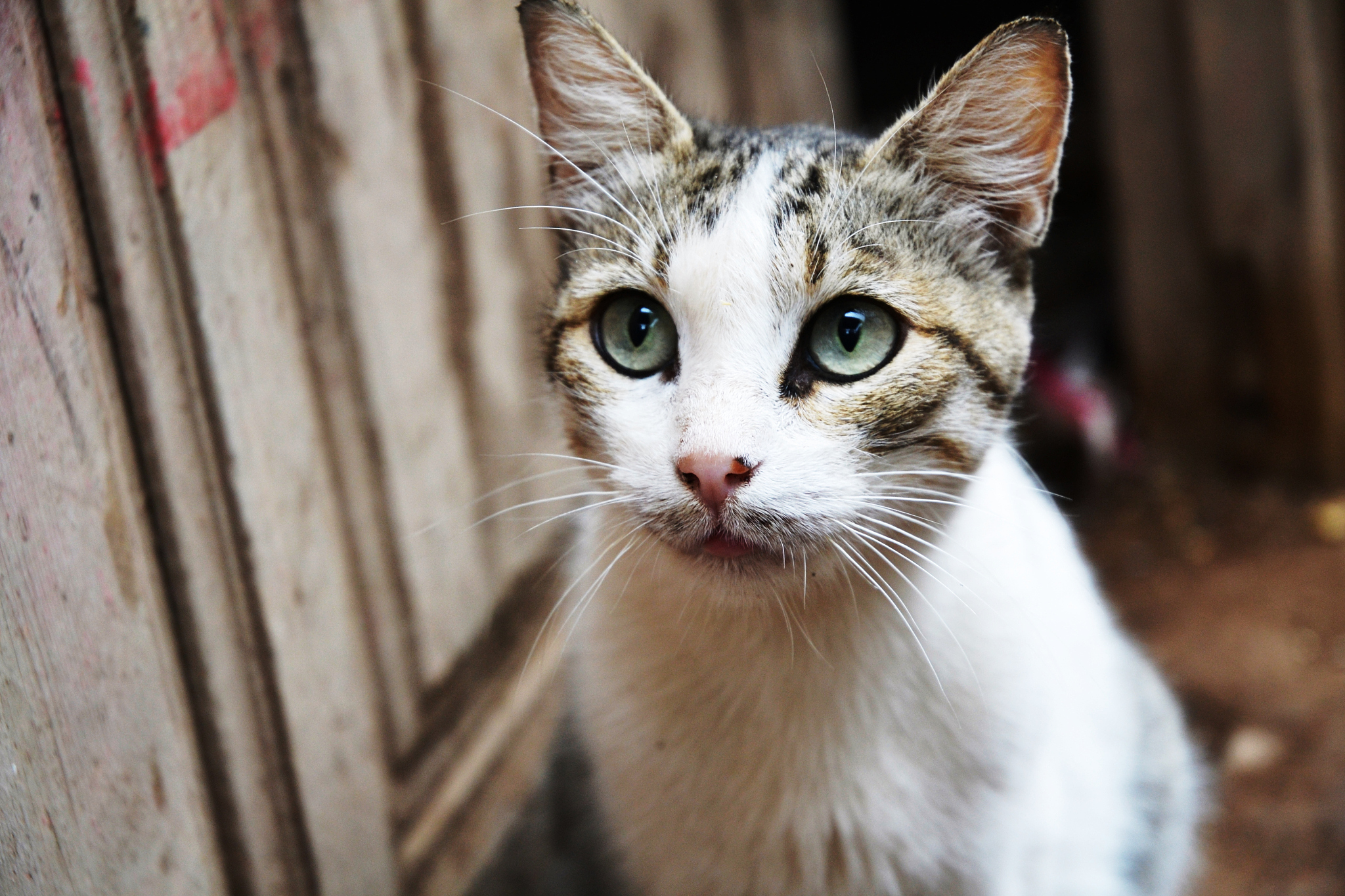 close-up portrait of cute street cat