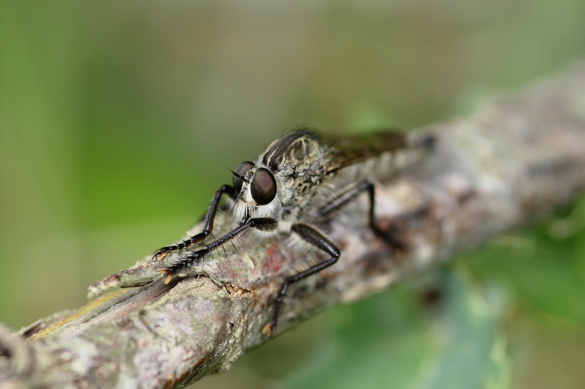 大尖鞘叩甲：独特的鸣属甲，濒临灭绝