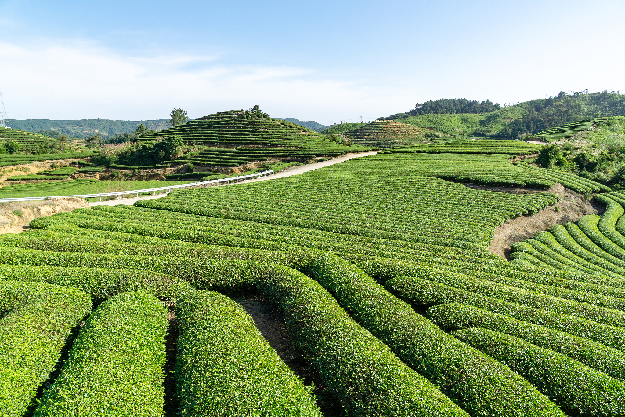 影响神农架下谷坪野茶茶园的分布因素