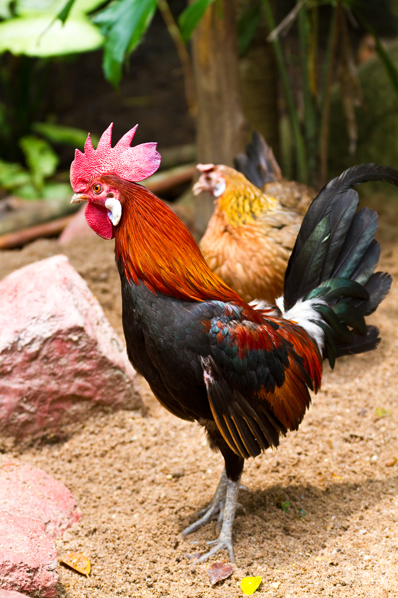 chicken