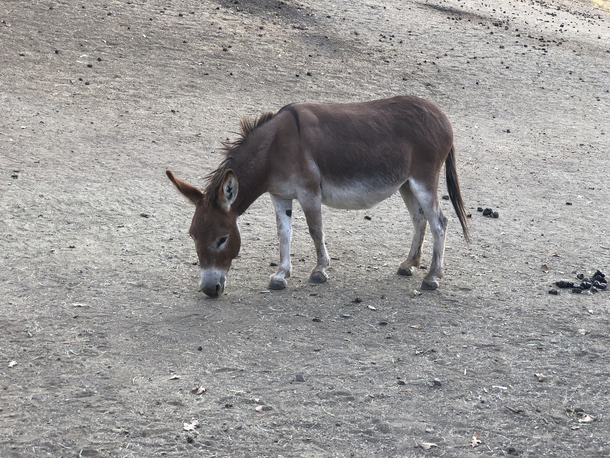 donkeys