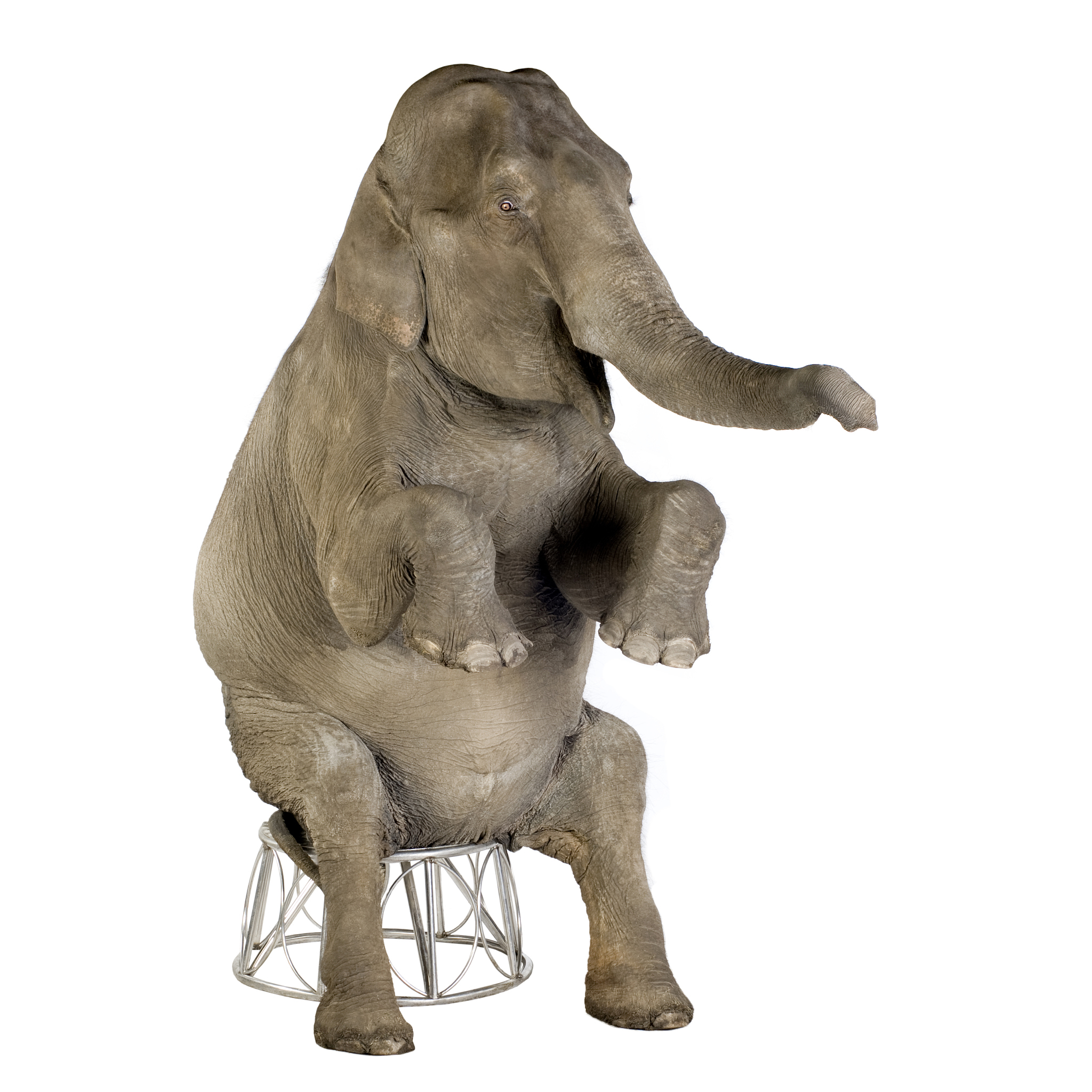 asian elephant - elephas maximus (40 years)