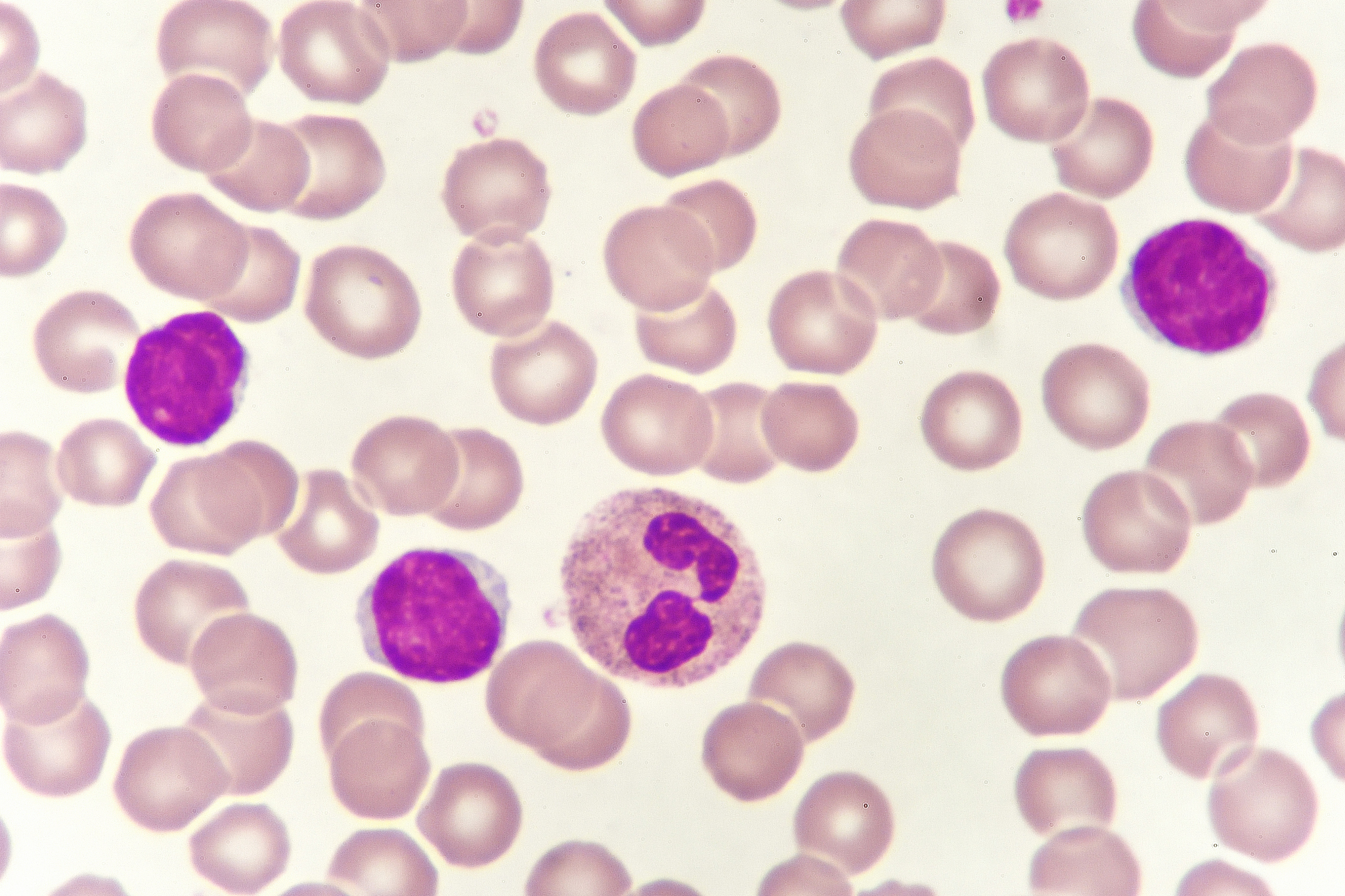 小学四年级《语文》 课程大纲 不少于1500字