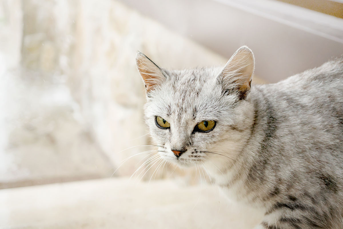 灰色短毛猫坐在街上,做着滑稽的鬼脸.街上一只漂亮的灰色猫的肖像.本