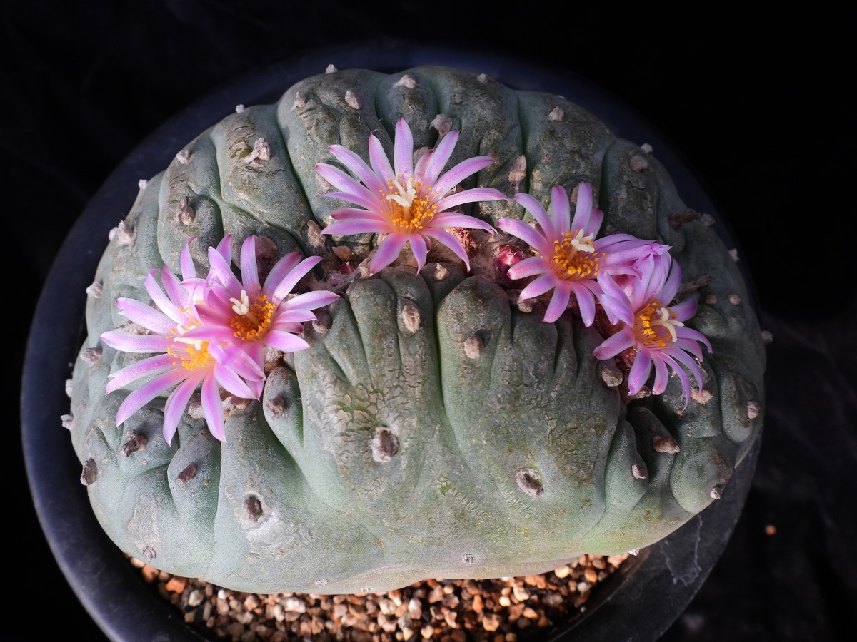 彩麒麟 vs 玉麒麟：哪种多肉更适合你？