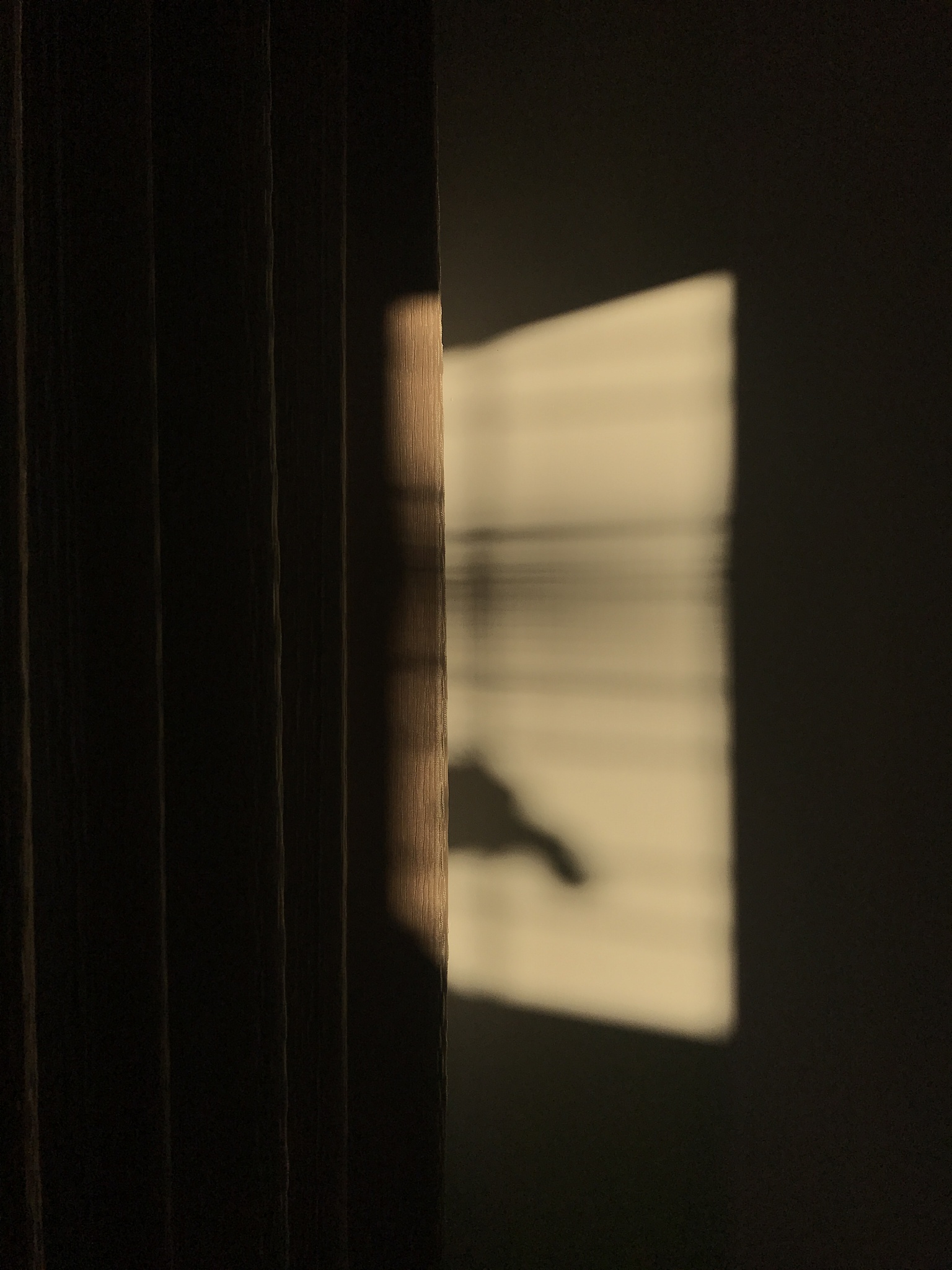 1200字关于如何运用光影打造出优美的摄影作品