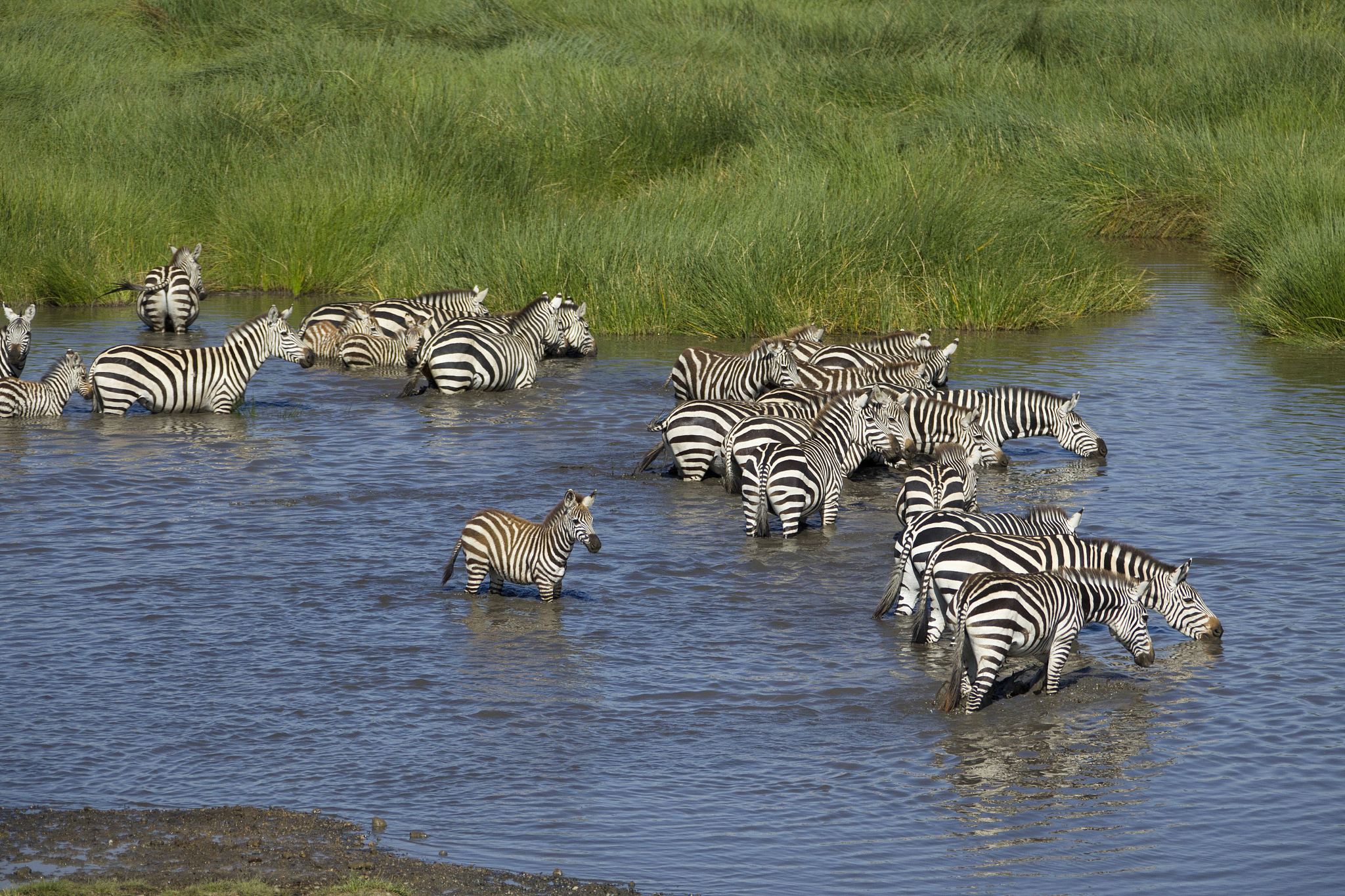 common_zebra_joe_9548
