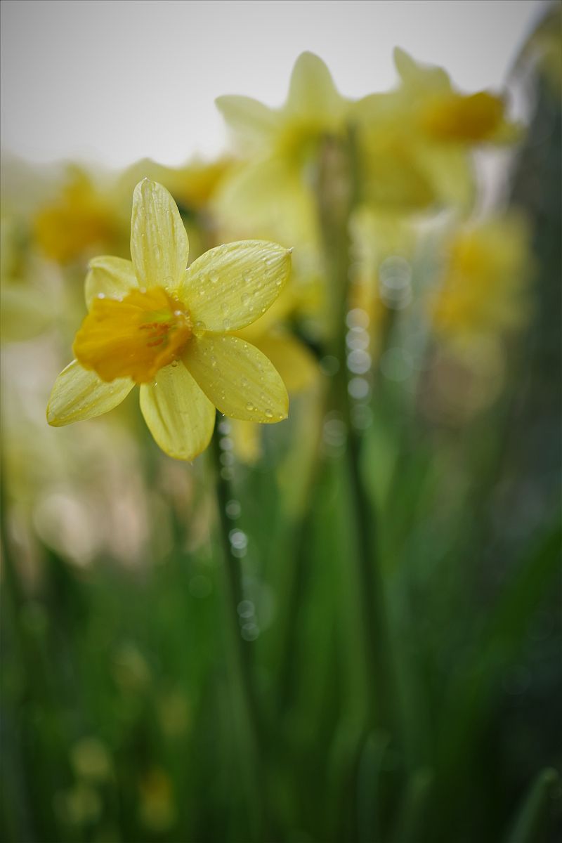 用关键词水仙直播地址首先写一个中文长标题每个相关词前后加h2标签并写不少于1500个字的详细描述