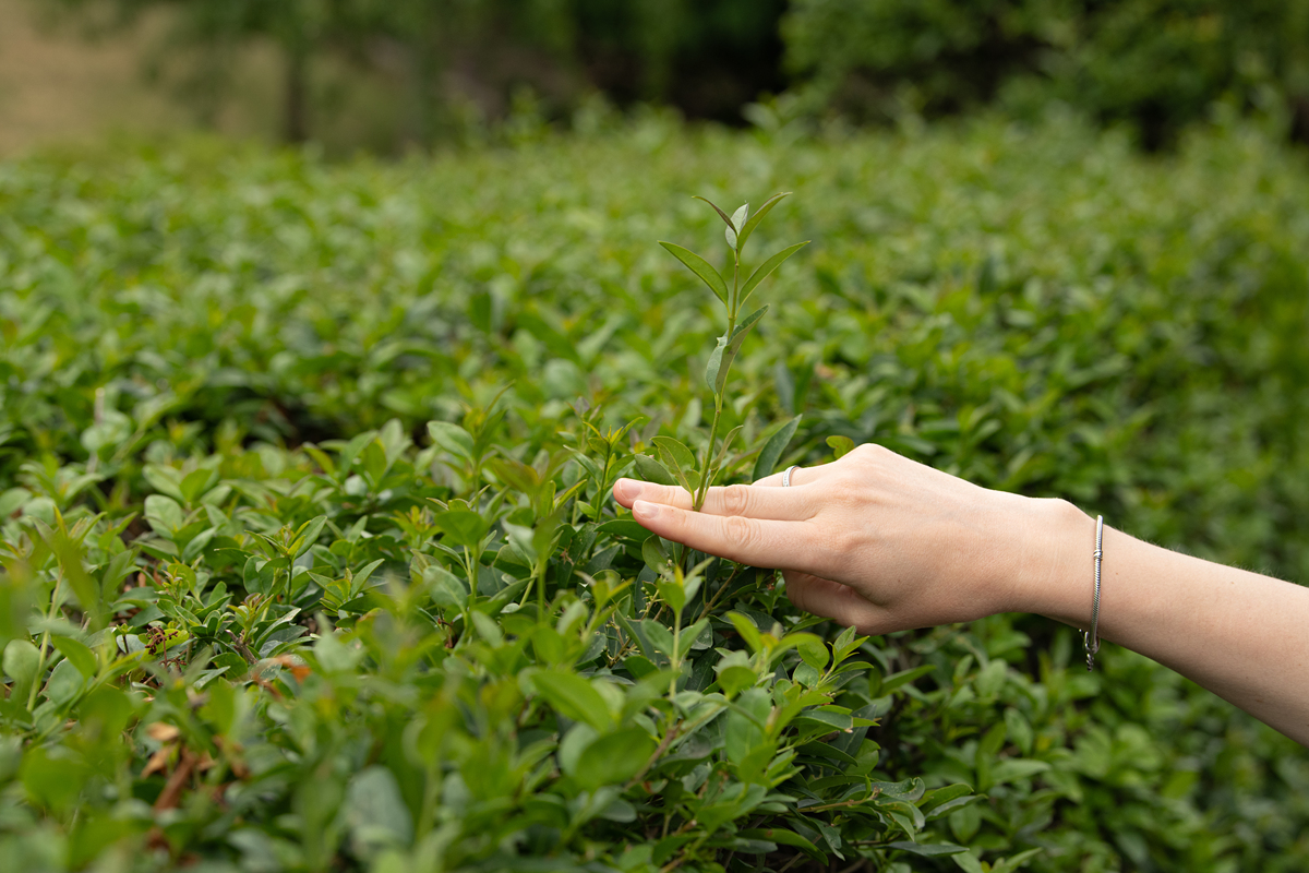 汉中职业技术学院的茶叶生产加工技术专业就业方向好吗