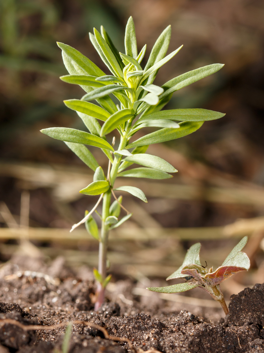 生命力最顽强的中国本土植物