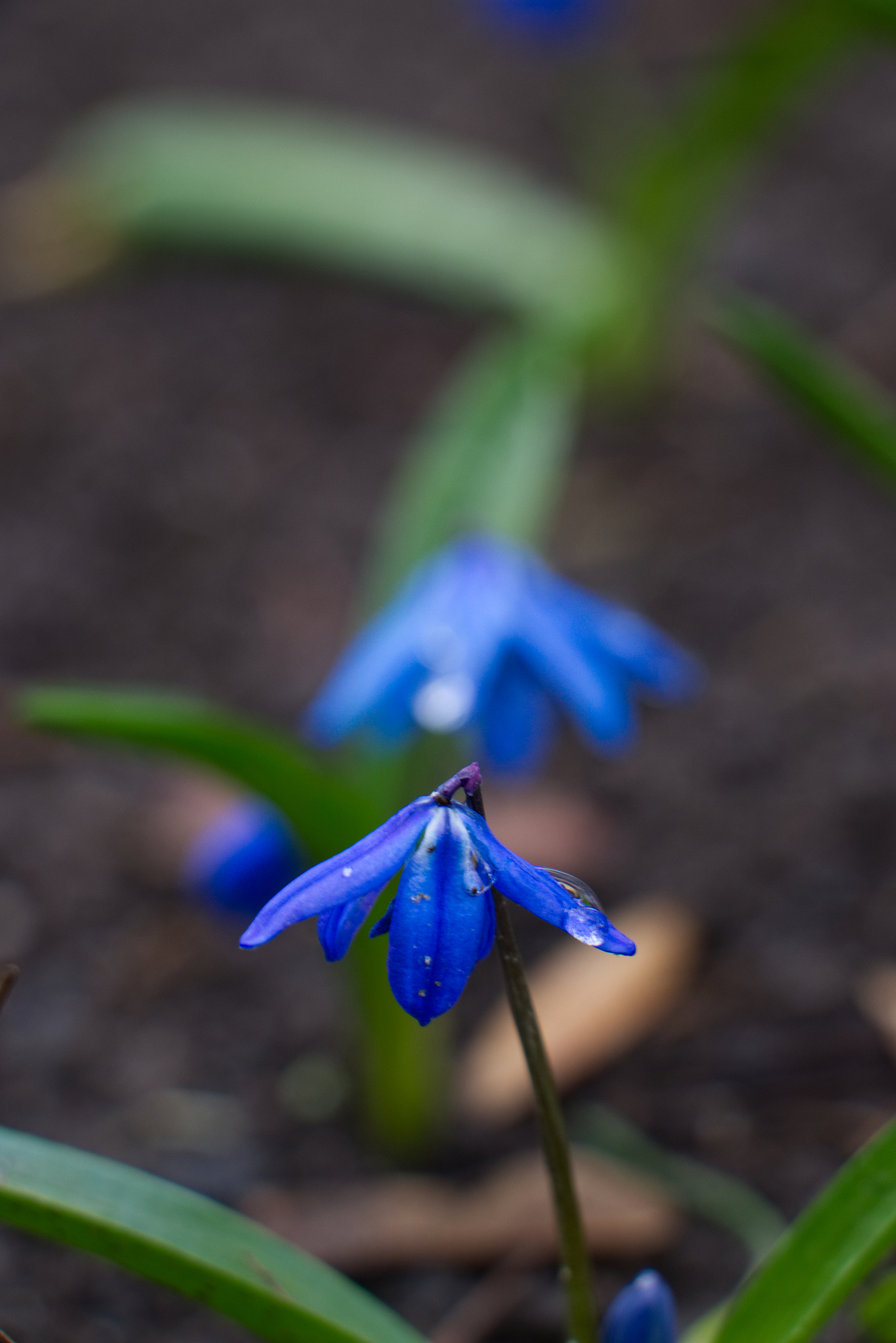 krokus