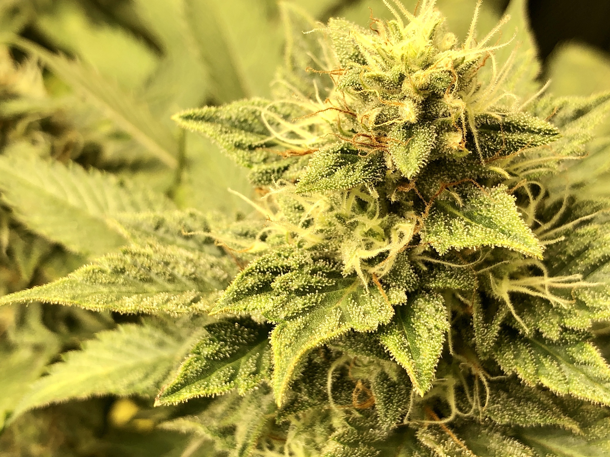 medical cannabis cola bud with plant trichomes in view