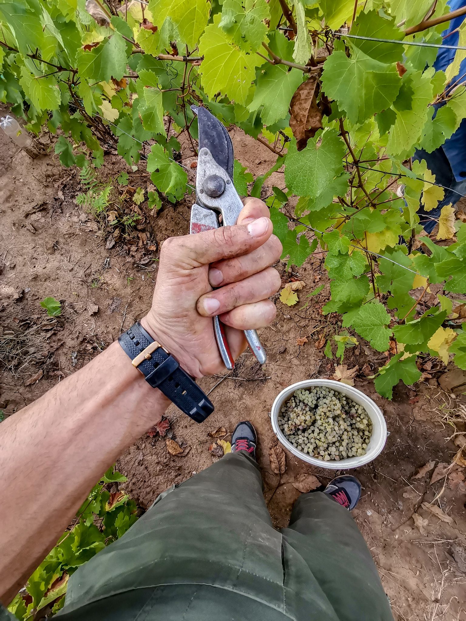 葡萄酒的做法_葡萄酒怎么做 葡萄酒的做法_葡萄酒怎么做