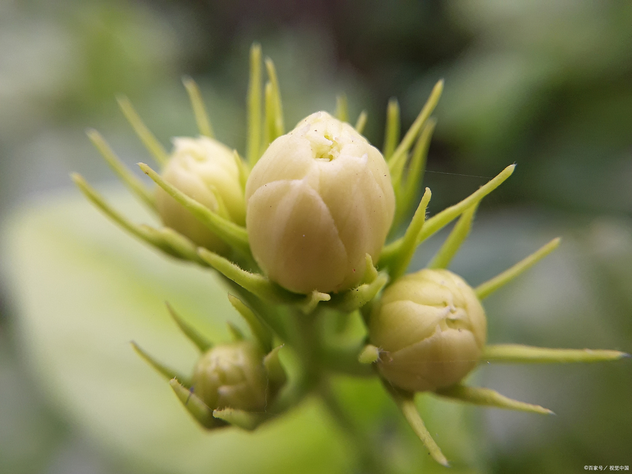 代代花（代代花性味） 第2张