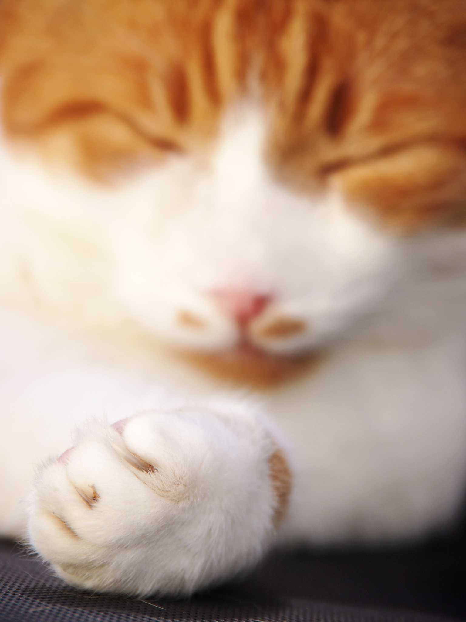 猫原发性铜相关性肝病症状：消瘦、呕吐、黄疸等