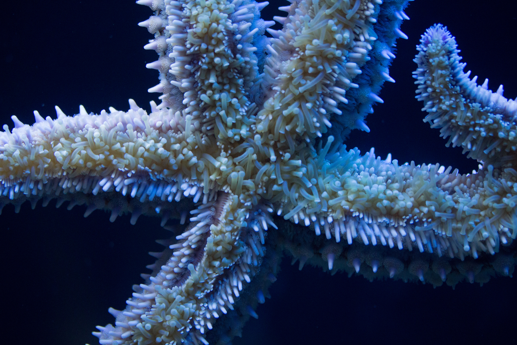 海星和海绵是动物吗？