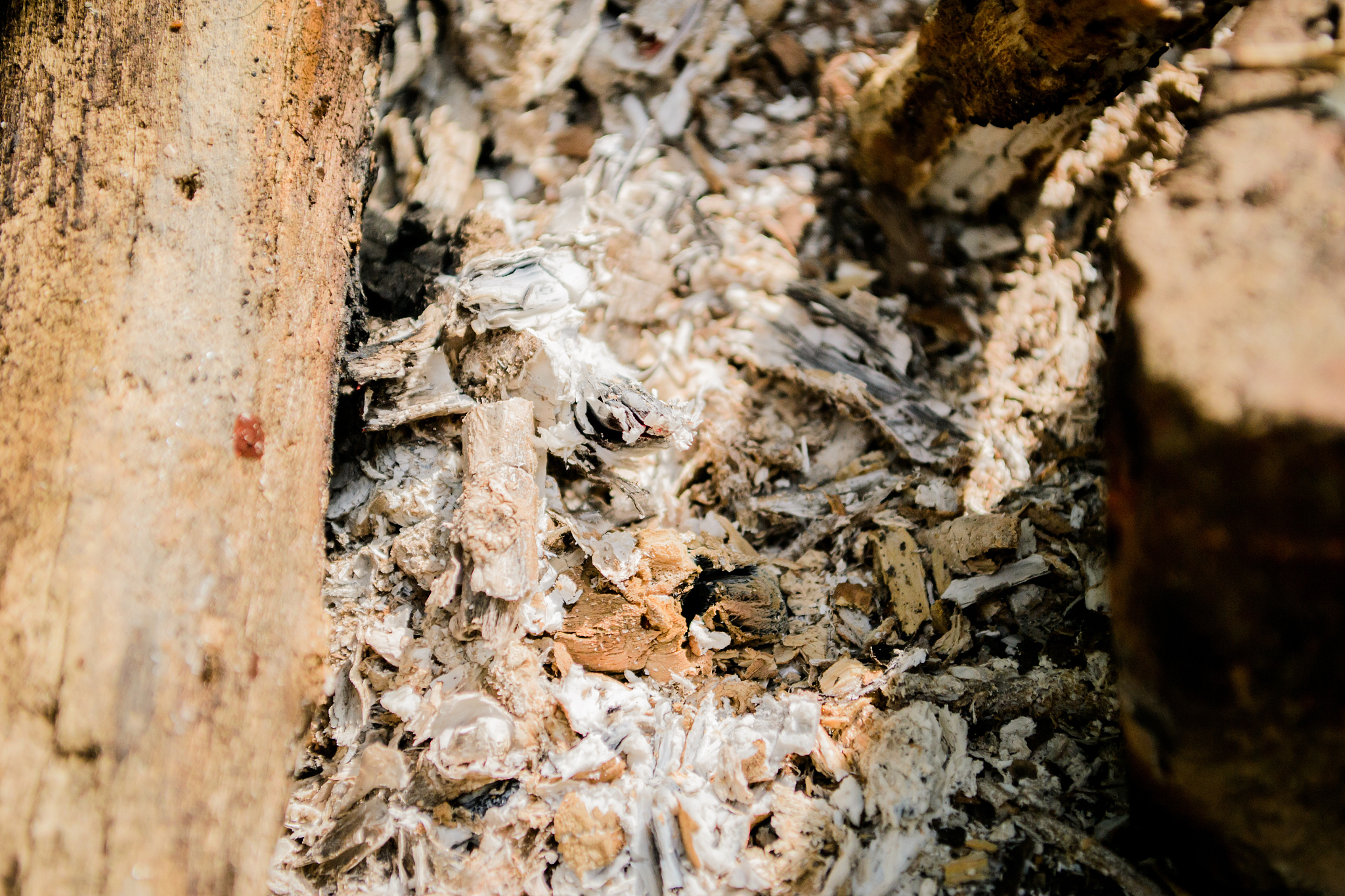 burning firewood. bonfire. fire, ashes.