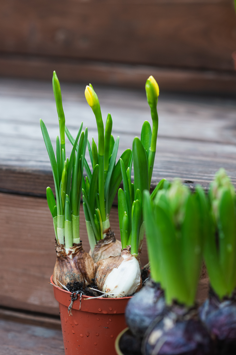 朱顶红换盆最佳时间及枯萎原因解析