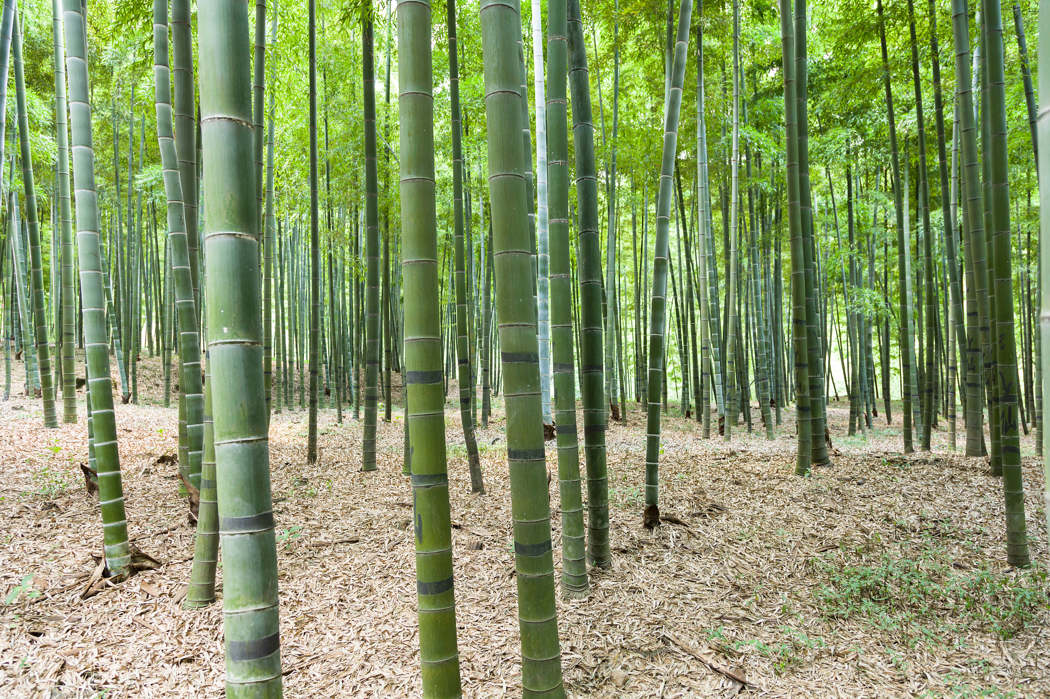 bamboo forest