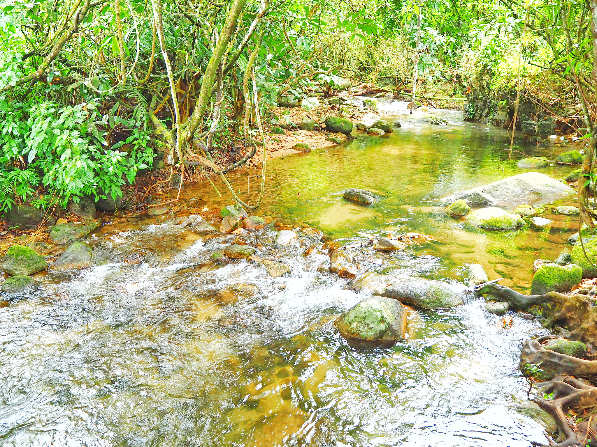 小溪乐了叮咚叮咚歌唱仿写