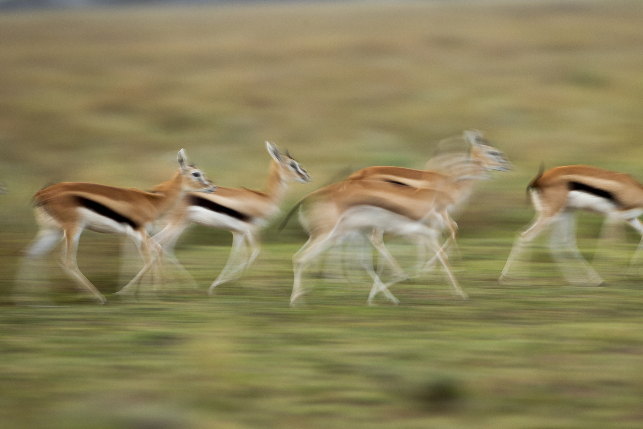 thomson's gazelle