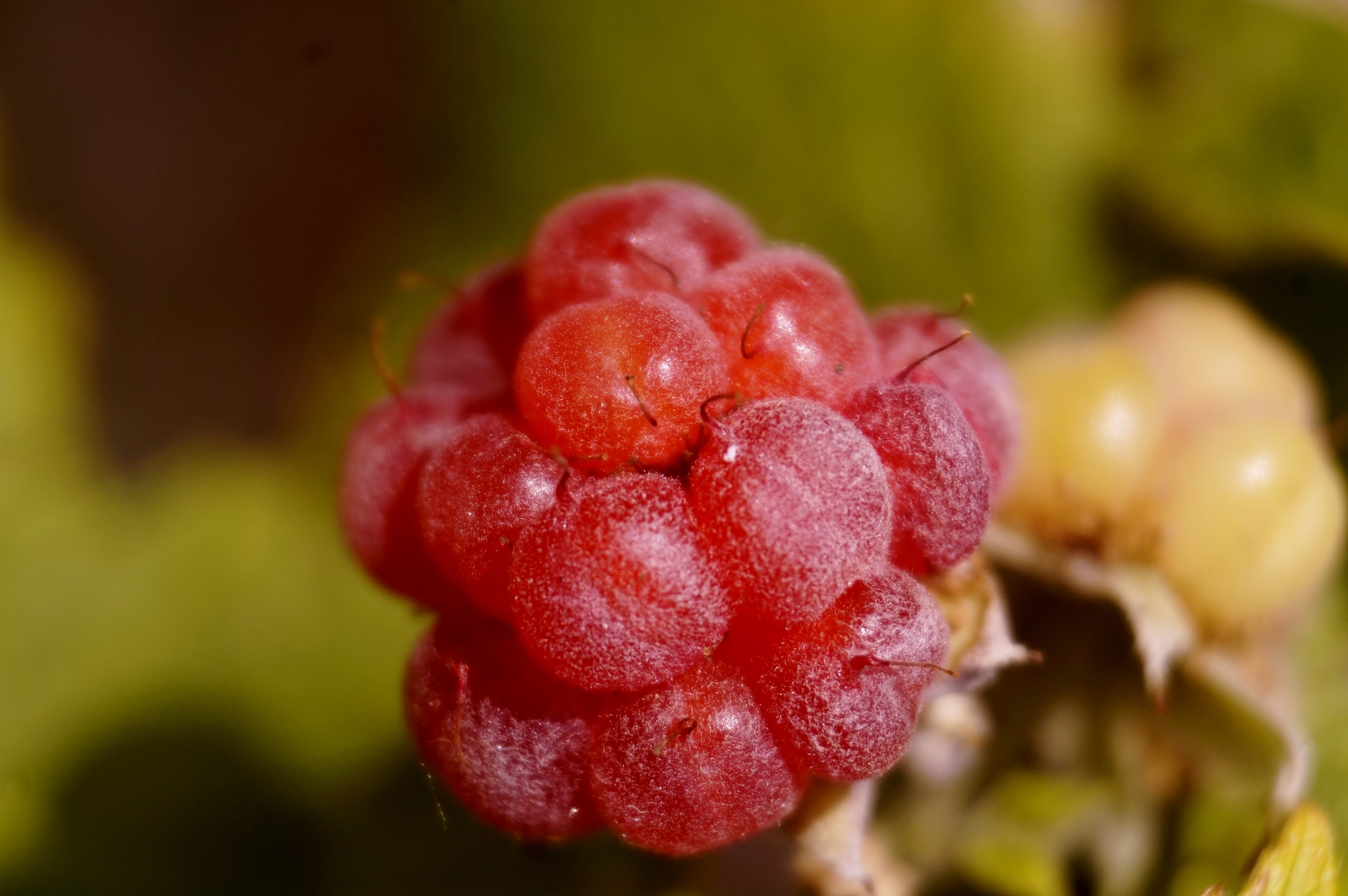 raspberry fruit