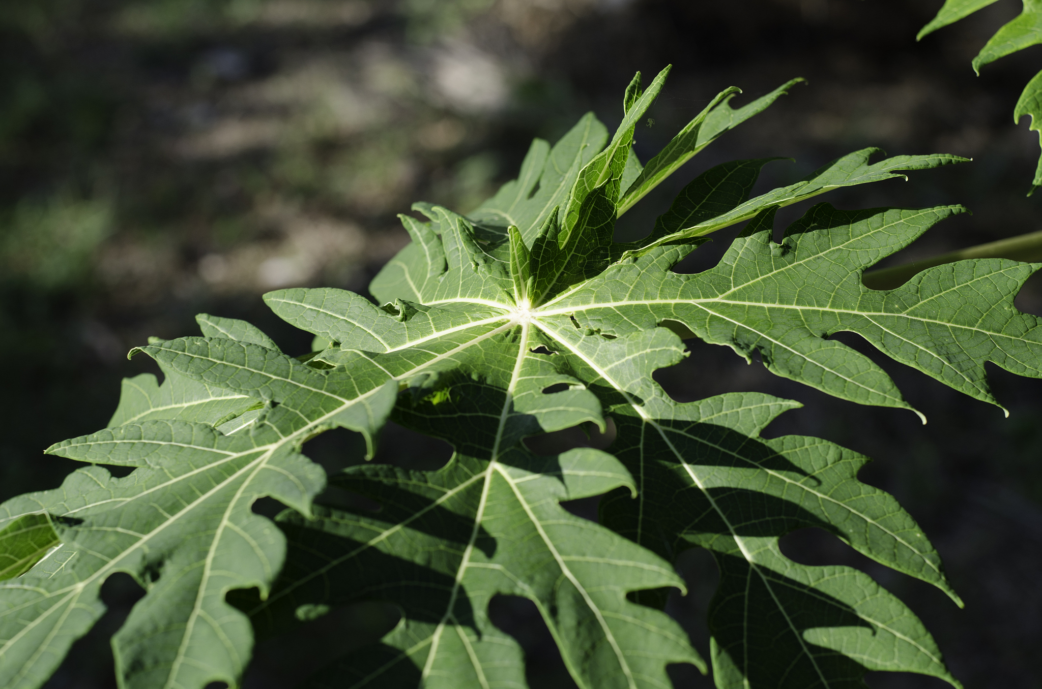 papaya leaf