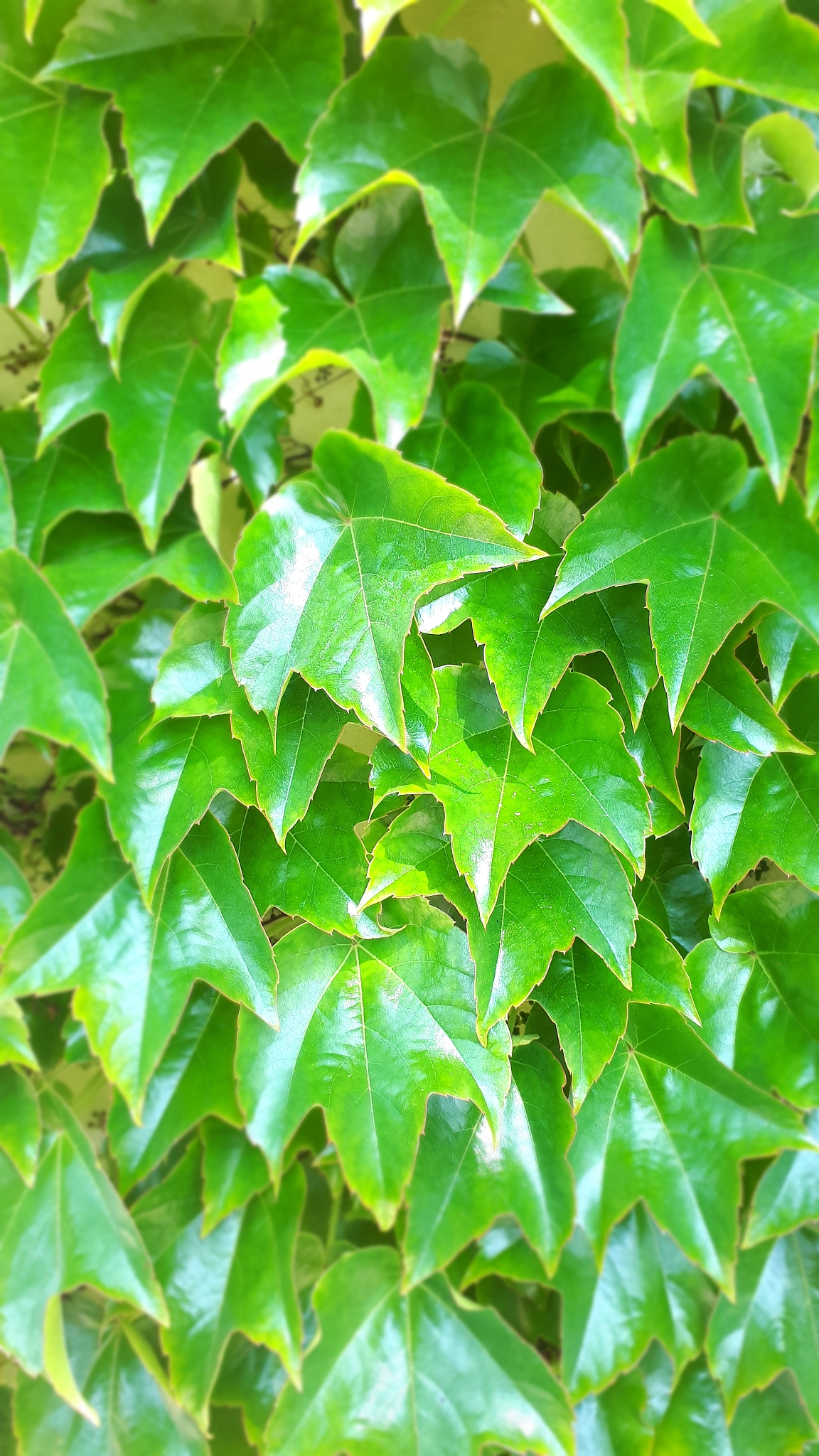 background of green ivy leaves on the wall of the house