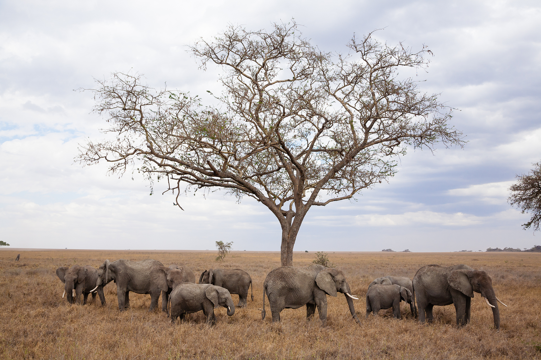 herd of elephants from serengeti national park, tanzania, africa