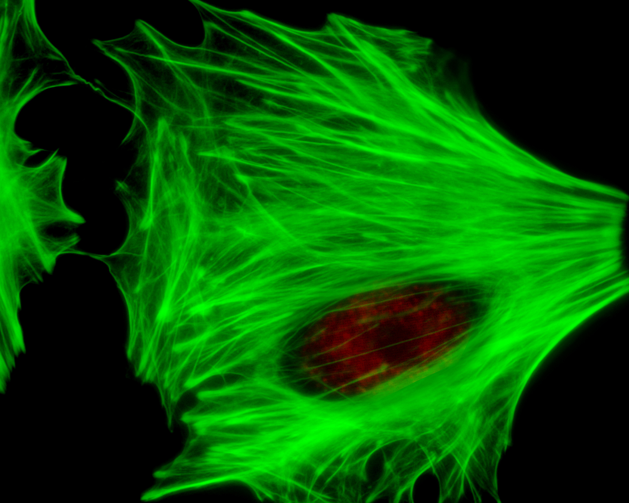荧光量子效率：定义与影响因素