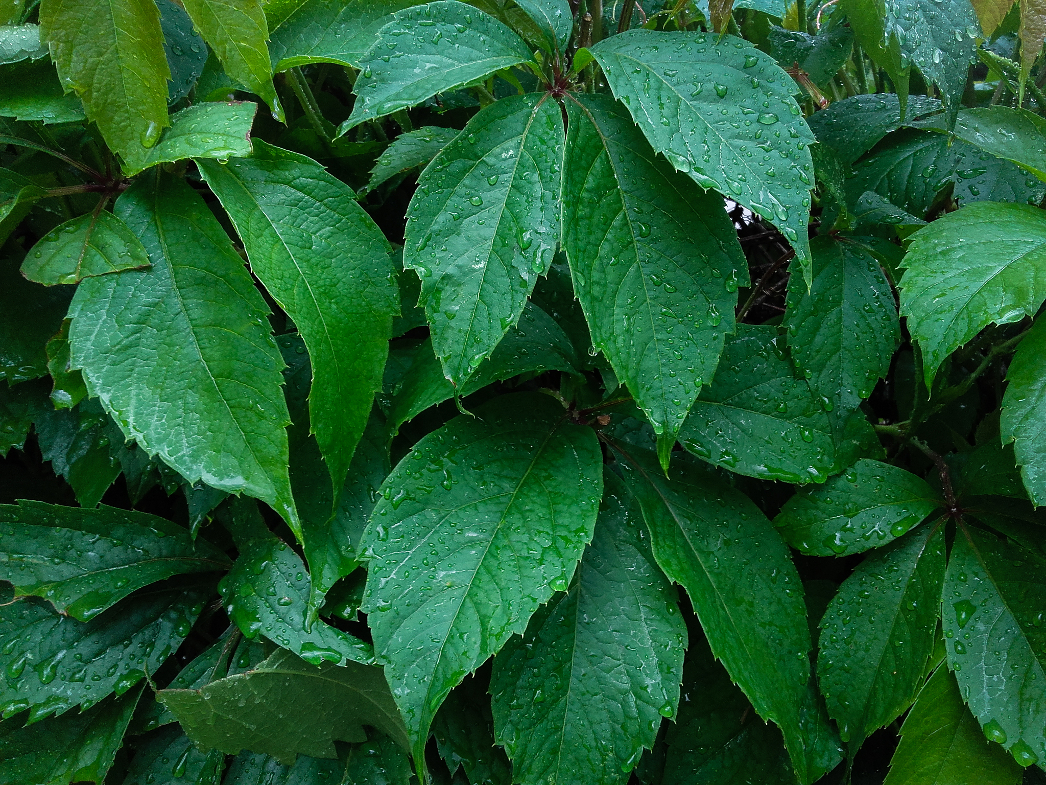 green spring leaves covered with fresh drops of rain.