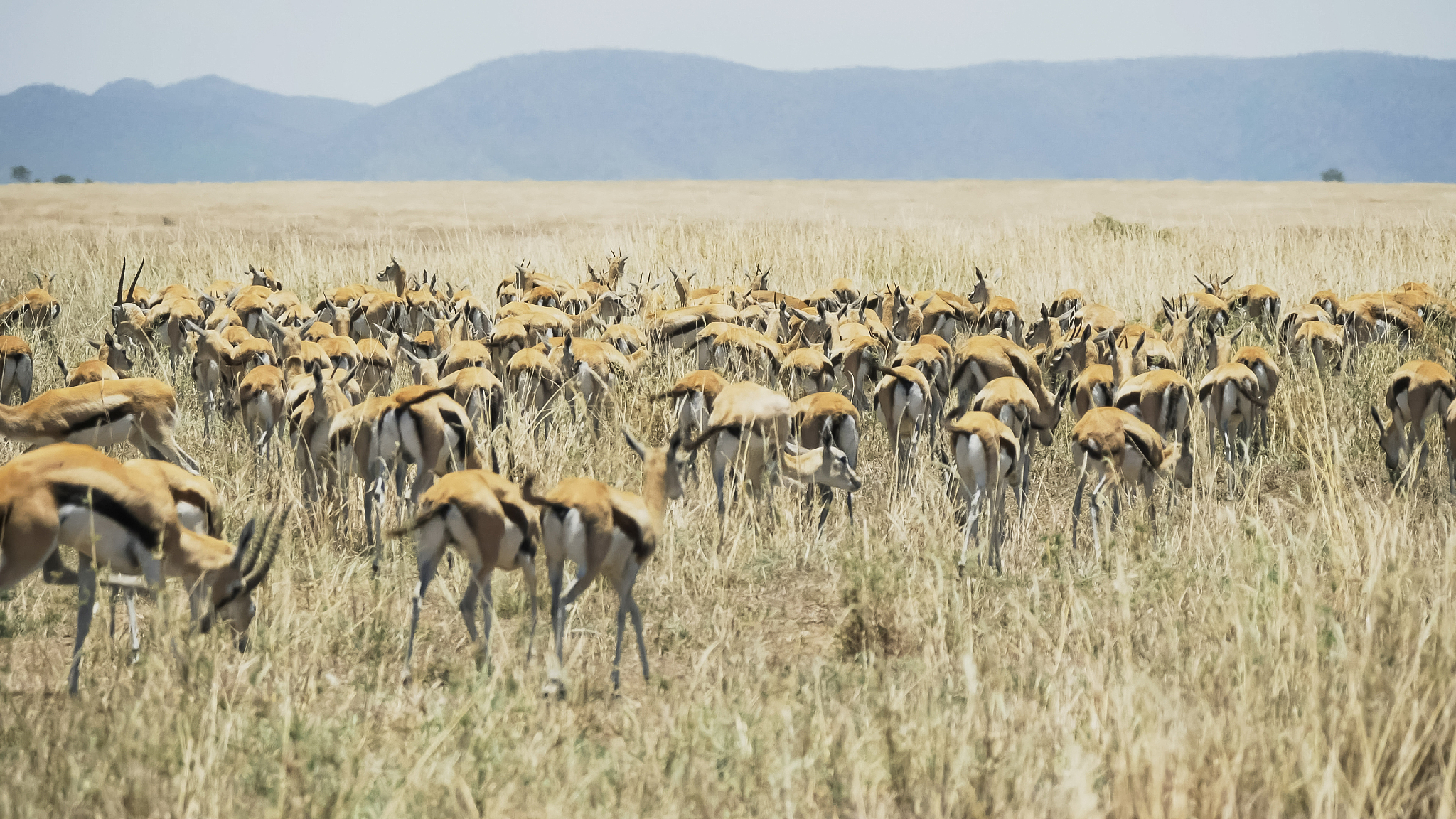 a gazelle herd wagging their tails at serengeti