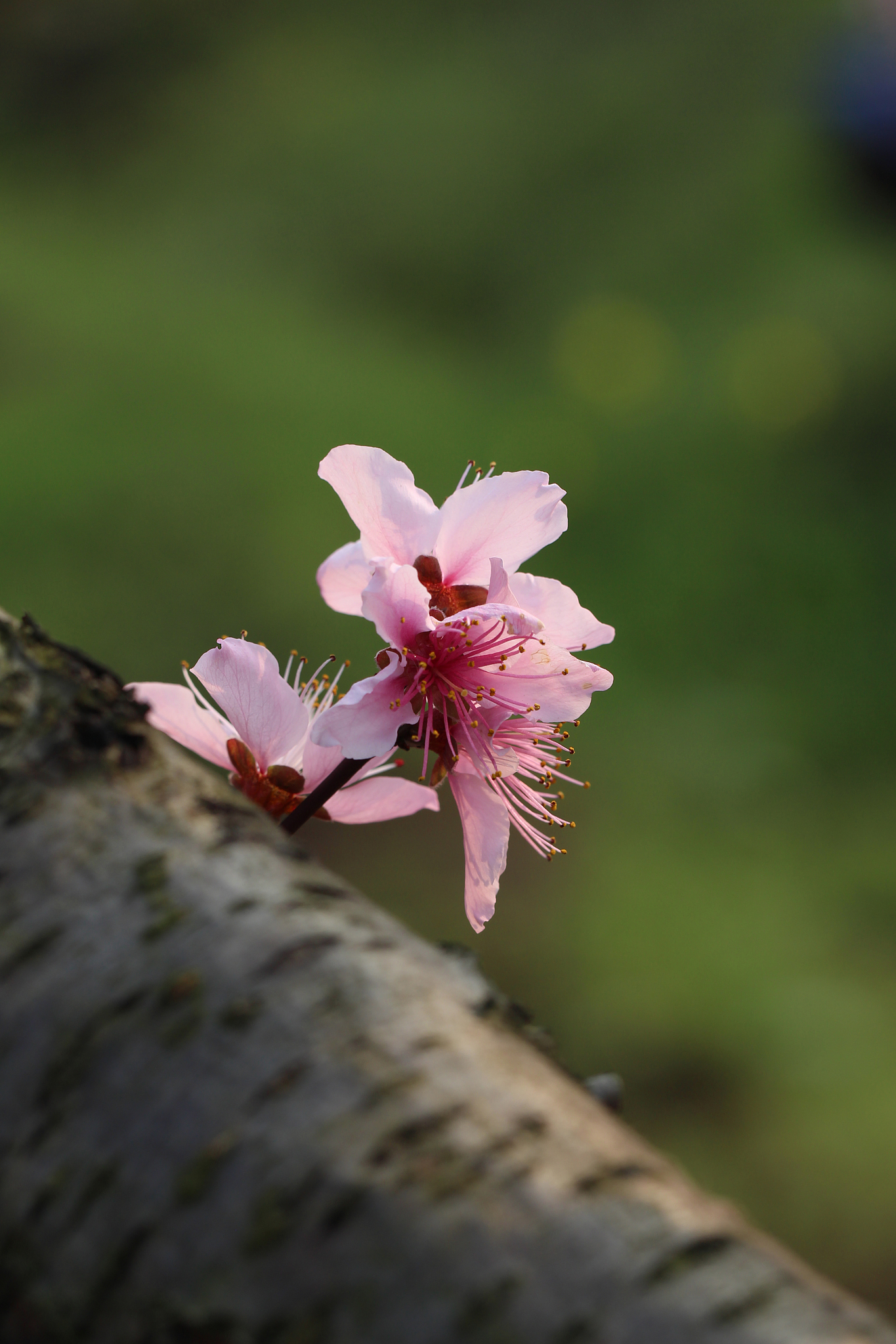 小米手机如何拍桃花？