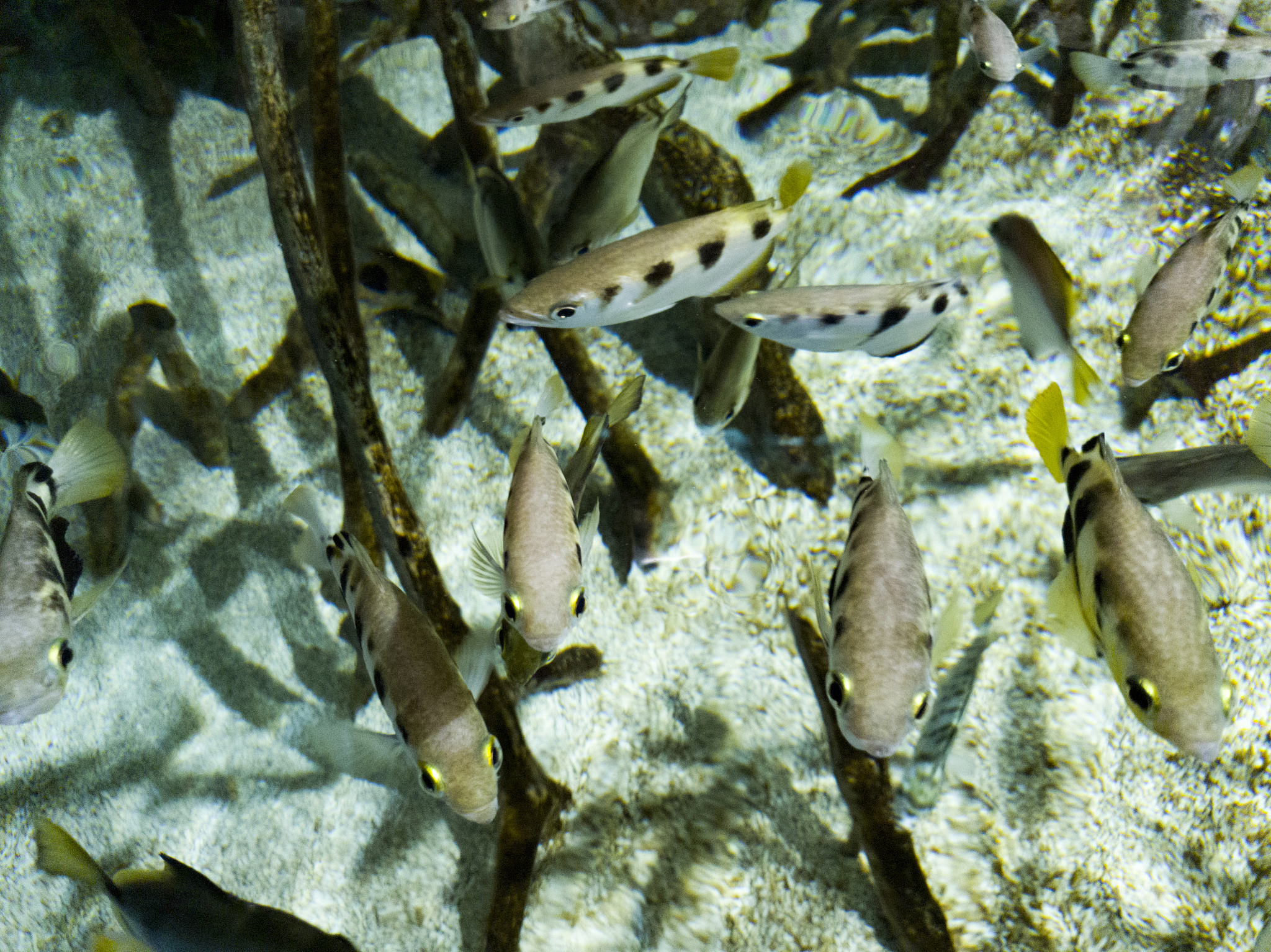 鱼怕光吗？深度解析鱼类对光线的反应