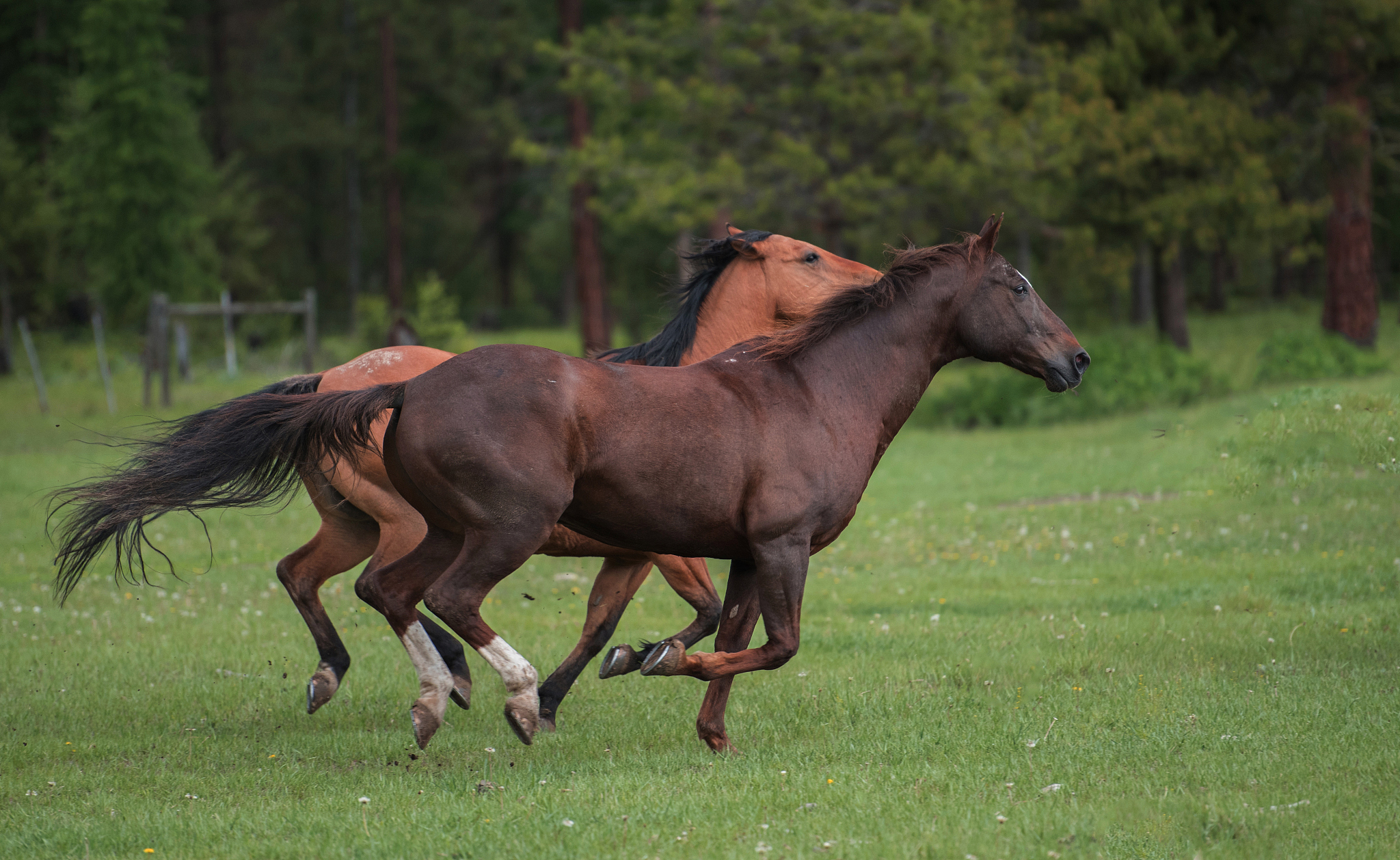 two horses running side by side