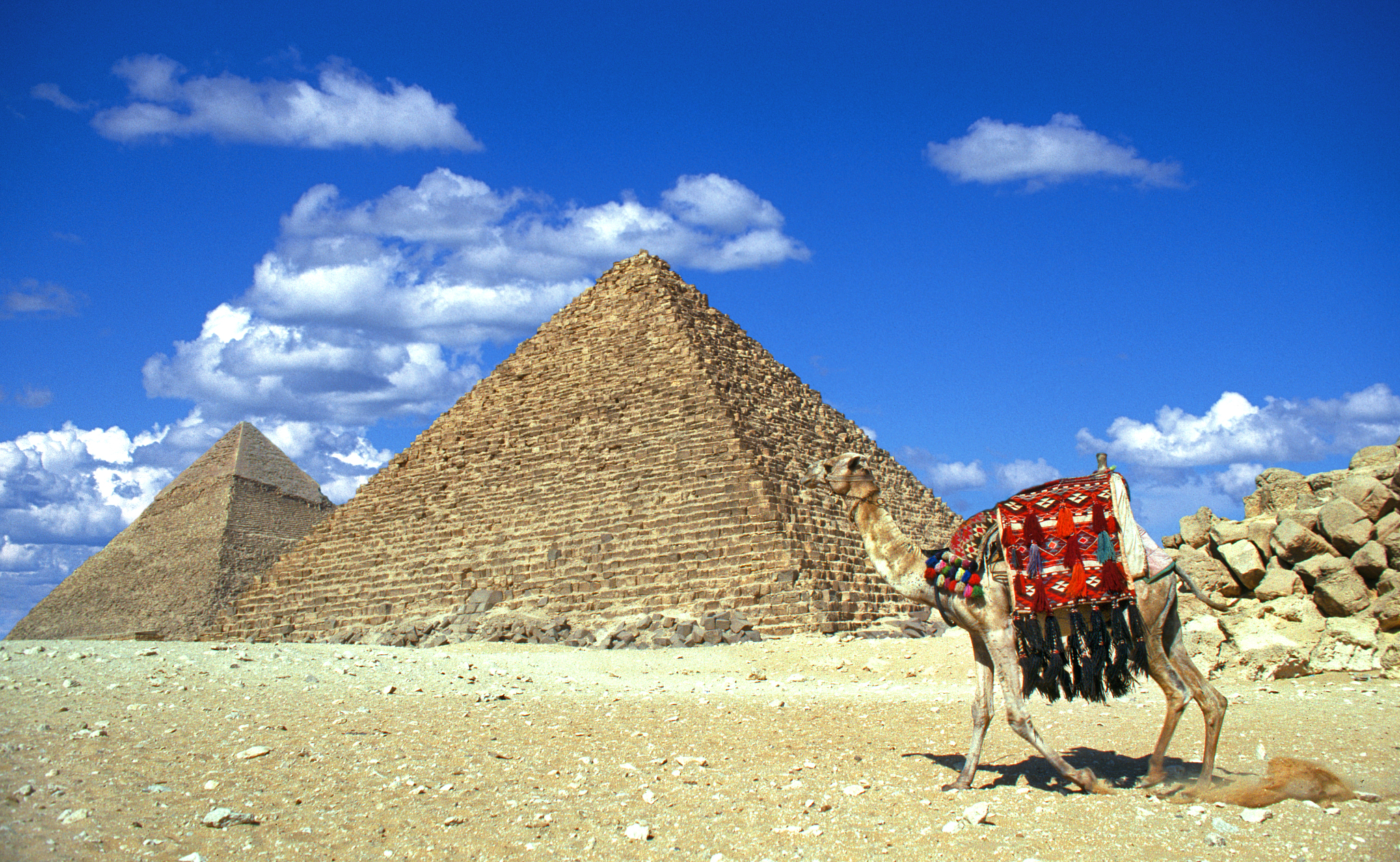 domestic camel at the pyramids of giza, egypt